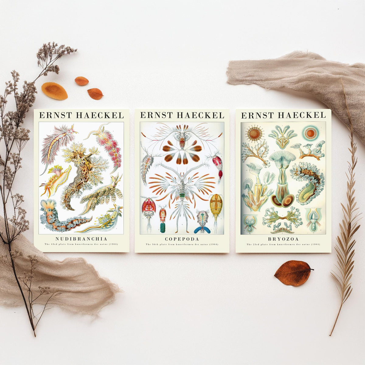 Ernst Haeckel Set of Three Gallery Art Prints - 3 Sea Slug Copepod Bryozoan Posters - Vintage Nudibranch Ocean Illustration