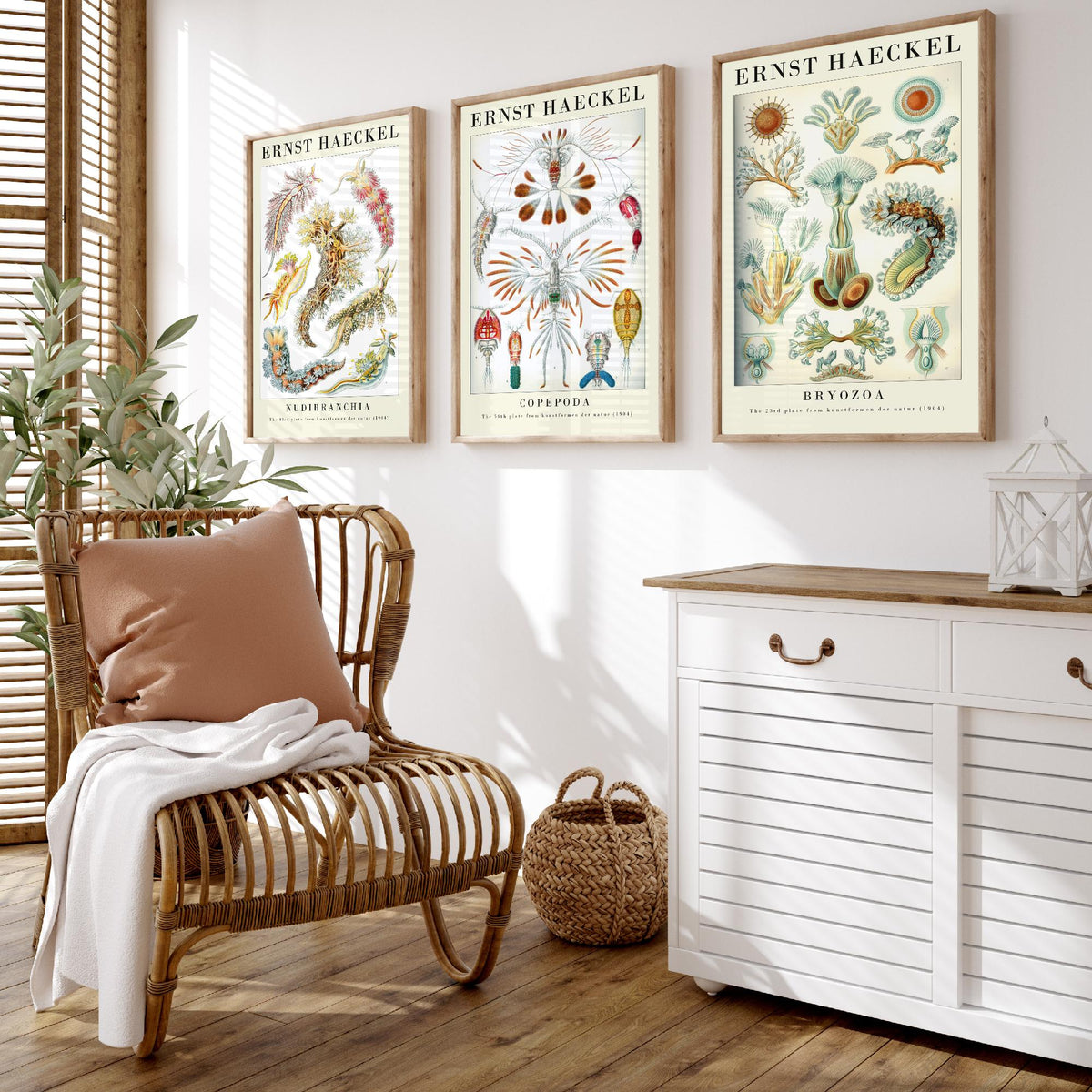 Ernst Haeckel Set of Three Gallery Art Prints - 3 Sea Slug Copepod Bryozoan Posters - Vintage Nudibranch Ocean Illustration