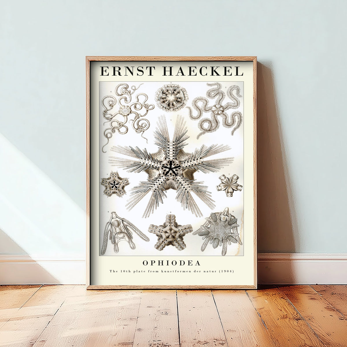 Brittle Stars Art Print - Ernst Haeckel Poster - Ophiodea Plate 10 - Art Forms in Nature Vintage Illustration