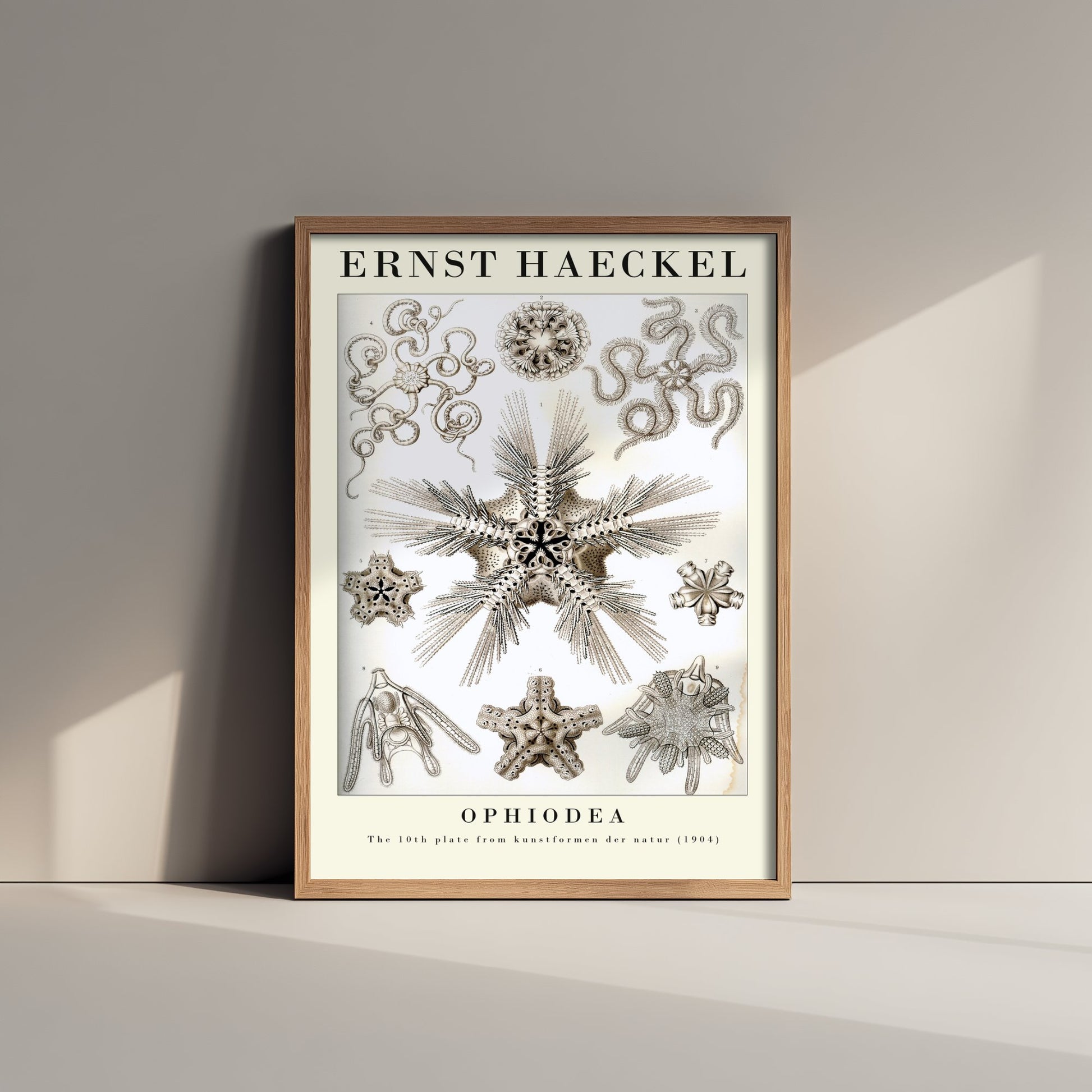 Brittle Stars Art Print - Ernst Haeckel Poster - Ophiodea Plate 10 - Art Forms in Nature Vintage Illustration