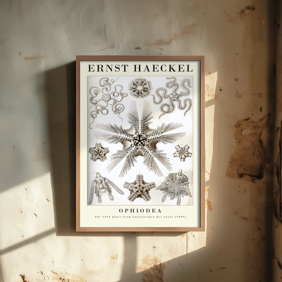 Brittle Stars Art Print - Ernst Haeckel Poster - Ophiodea Plate 10 - Art Forms in Nature Vintage Illustration