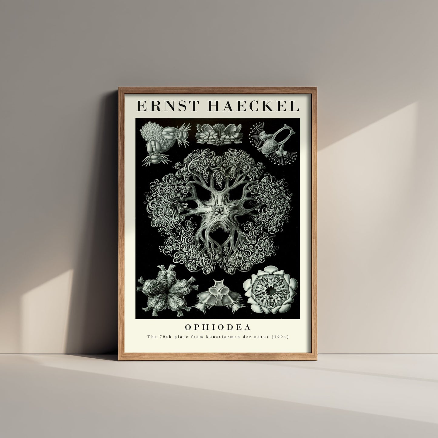 Basket Stars Art Print - Ernst Haeckel Poster - Ophiodea Plate 70 - Art Forms in Nature Vintage Illustration