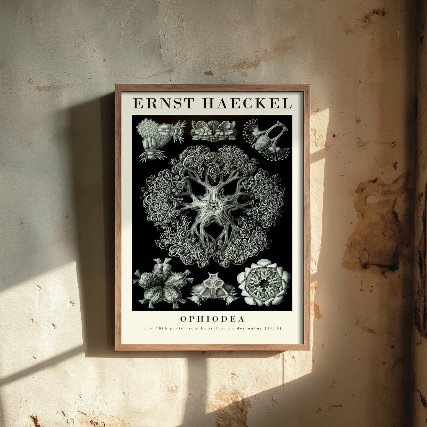 Basket Stars Art Print - Ernst Haeckel Poster - Ophiodea Plate 70 - Art Forms in Nature Vintage Illustration