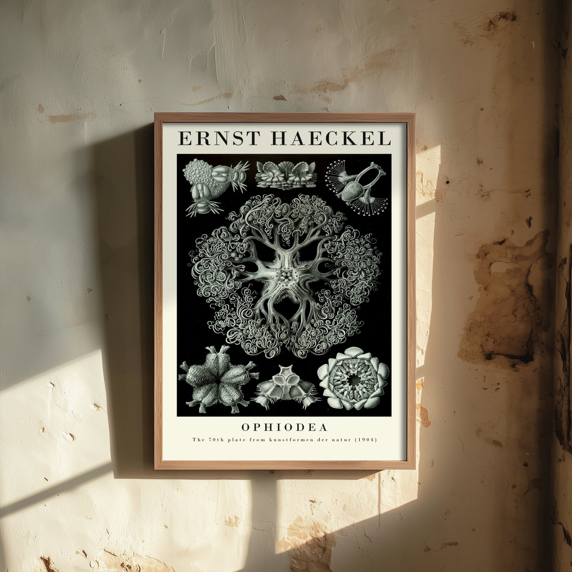Basket Stars Art Print - Ernst Haeckel Poster - Ophiodea Plate 70 - Art Forms in Nature Vintage Illustration