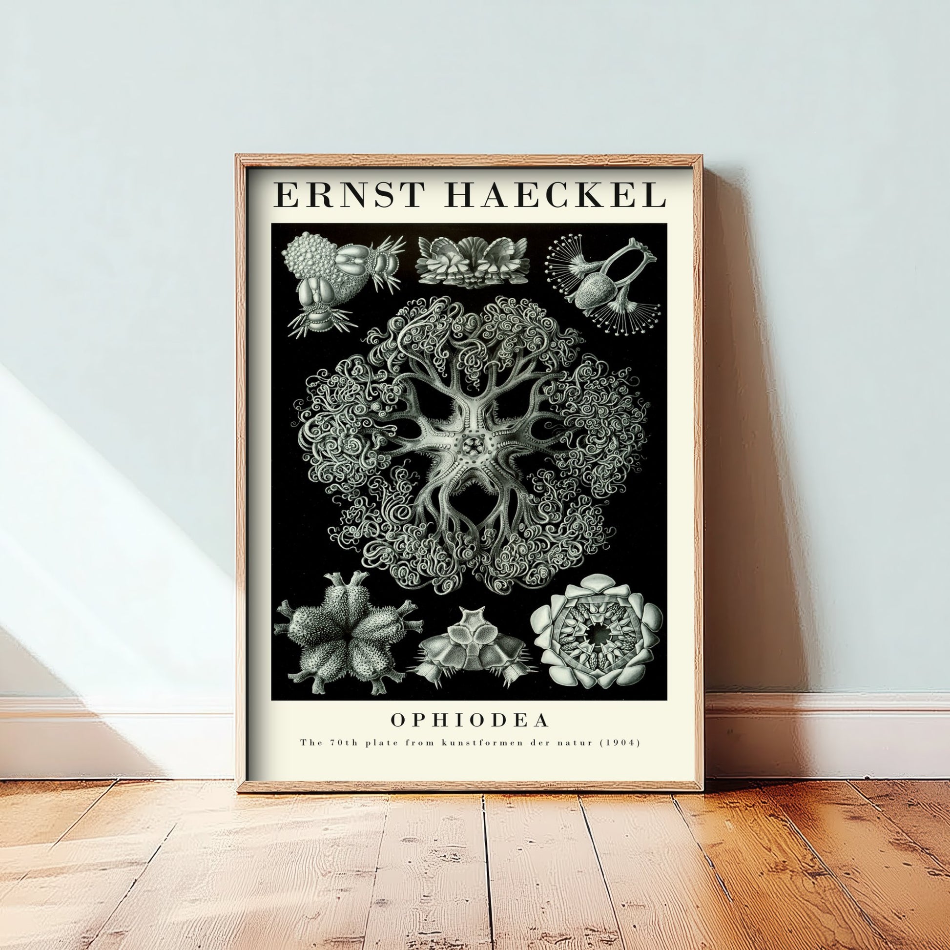 Basket Stars Art Print - Ernst Haeckel Poster - Ophiodea Plate 70 - Art Forms in Nature Vintage Illustration