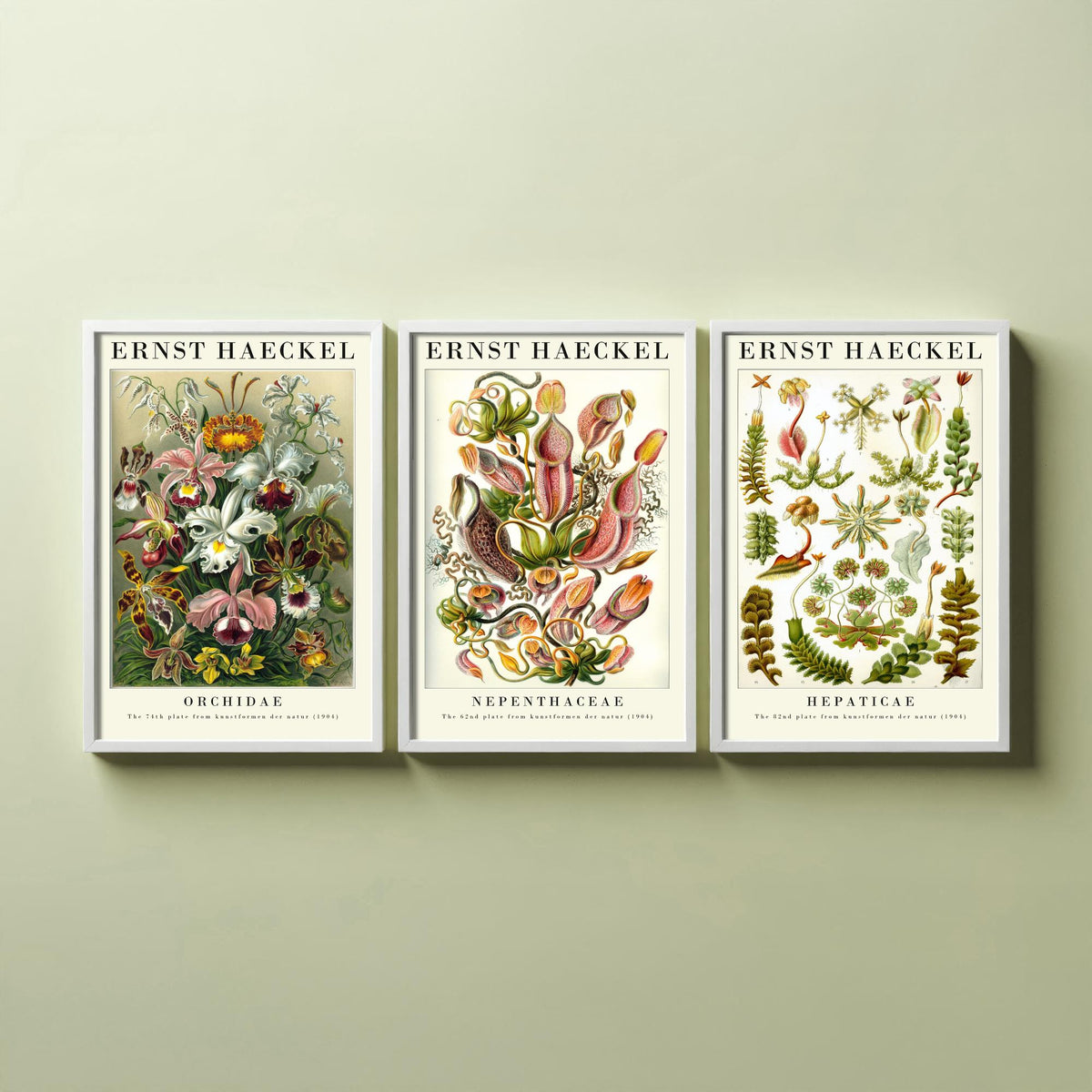 Ernst Haeckel Set of Three Gallery Art Prints - 3 Orchid Pitcher Plant Liverwort Posters - Vintage Botanical Flower Illustration