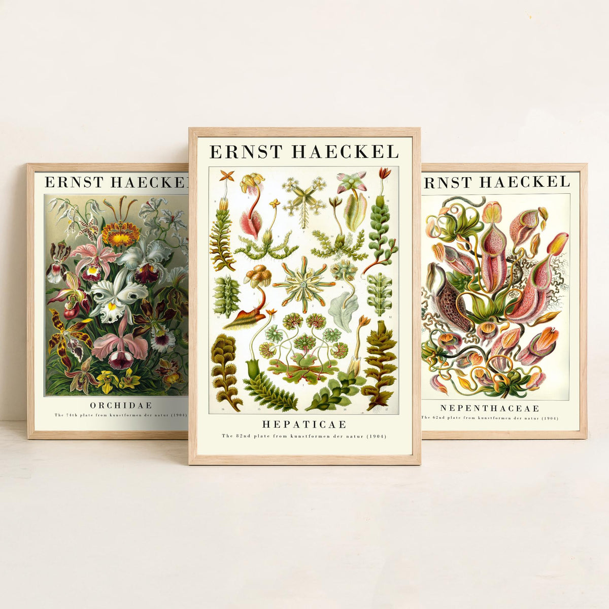 Ernst Haeckel Set of Three Gallery Art Prints - 3 Orchid Pitcher Plant Liverwort Posters - Vintage Botanical Flower Illustration