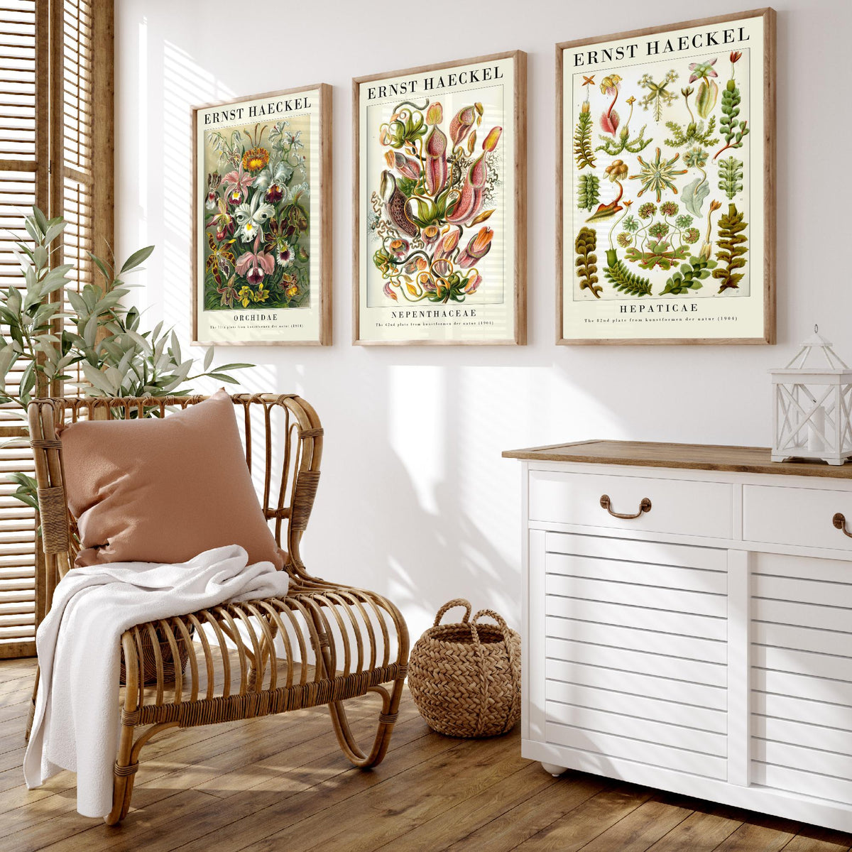 Ernst Haeckel Set of Three Gallery Art Prints - 3 Orchid Pitcher Plant Liverwort Posters - Vintage Botanical Flower Illustration