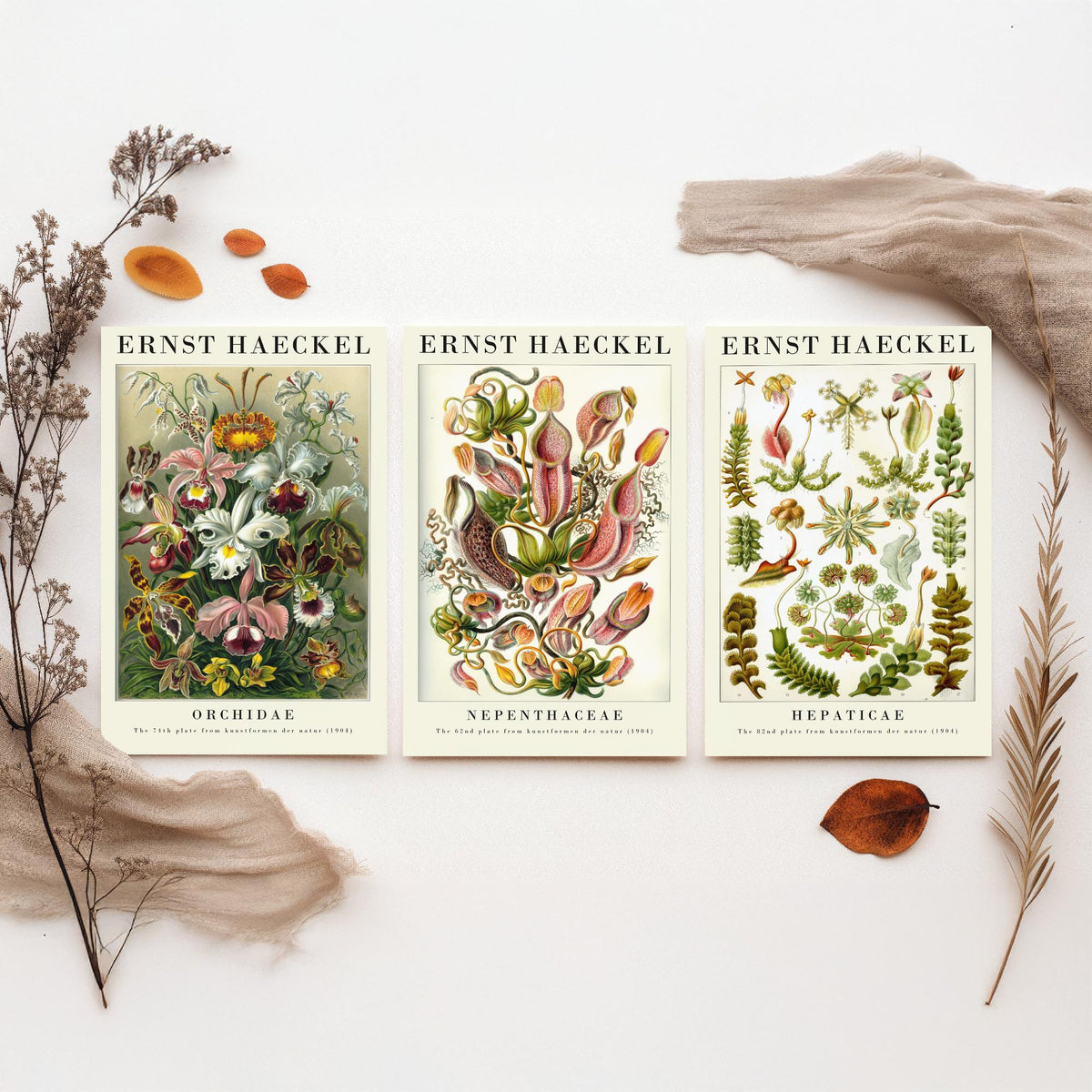 Ernst Haeckel Set of Three Gallery Art Prints - 3 Orchid Pitcher Plant Liverwort Posters - Vintage Botanical Flower Illustration
