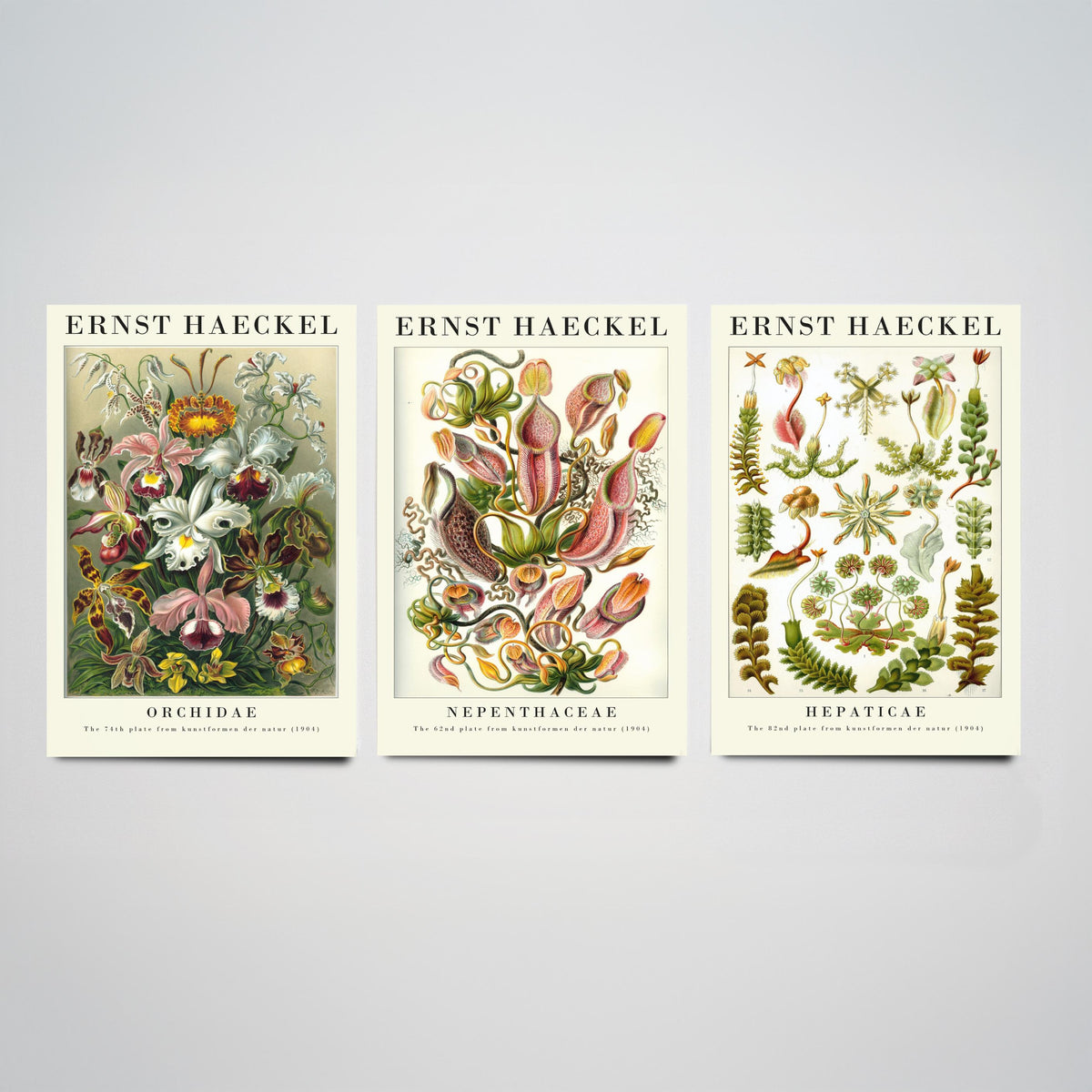 Ernst Haeckel Set of Three Gallery Art Prints - 3 Orchid Pitcher Plant Liverwort Posters - Vintage Botanical Flower Illustration