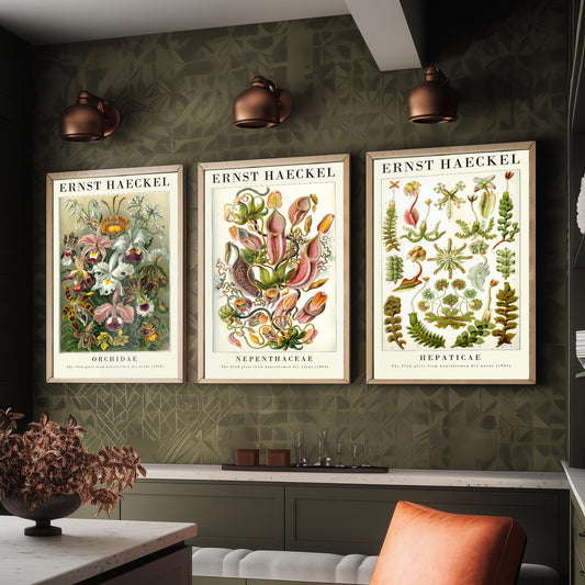 Ernst Haeckel Set of Three Gallery Art Prints - 3 Orchid Pitcher Plant Liverwort Posters - Vintage Botanical Flower Illustration