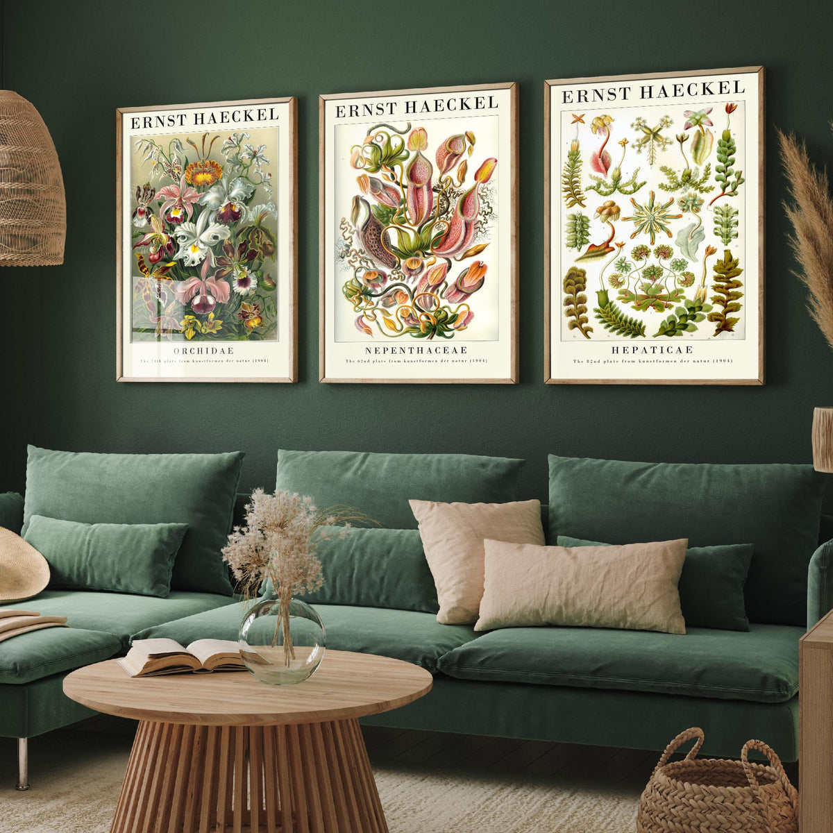 Ernst Haeckel Set of Three Gallery Art Prints - 3 Orchid Pitcher Plant Liverwort Posters - Vintage Botanical Flower Illustration