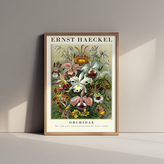 Orchids Art Print - Ernst Haeckel Poster - Orchidae Plate 74 - Art Forms in Nature Vintage Illustration