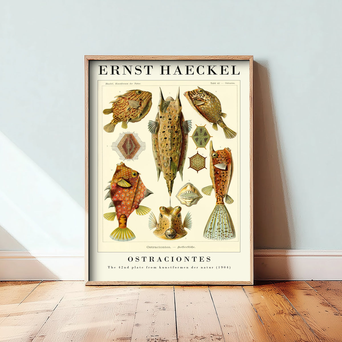 Boxfish Art Print - Ernst Haeckel Poster - Ostraciontes Plate 42 - Art Forms in Nature Vintage Illustration