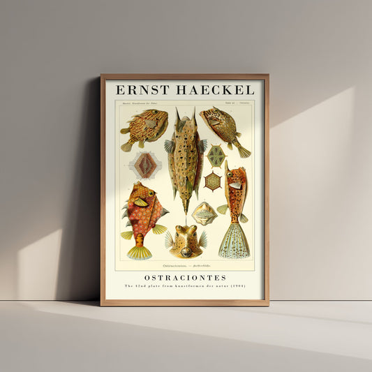 Boxfish Art Print - Ernst Haeckel Poster - Ostraciontes Plate 42 - Art Forms in Nature Vintage Illustration