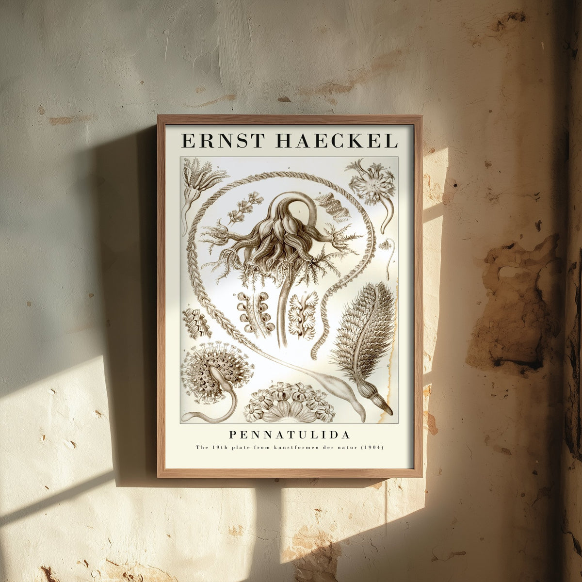 Sea Pens Art Print - Ernst Haeckel Poster - Pennatulida Plate 19 - Art Forms in Nature Vintage Illustration