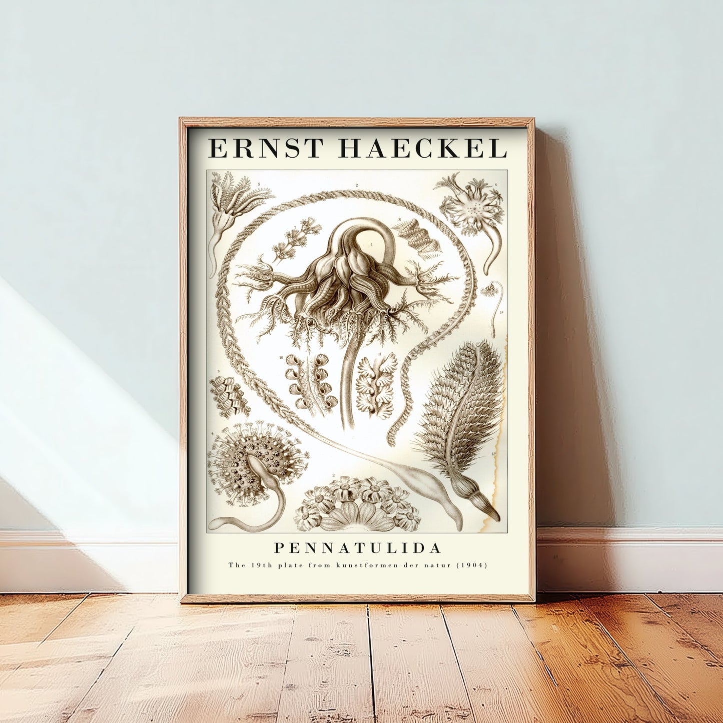 Sea Pens Art Print - Ernst Haeckel Poster - Pennatulida Plate 19 - Art Forms in Nature Vintage Illustration