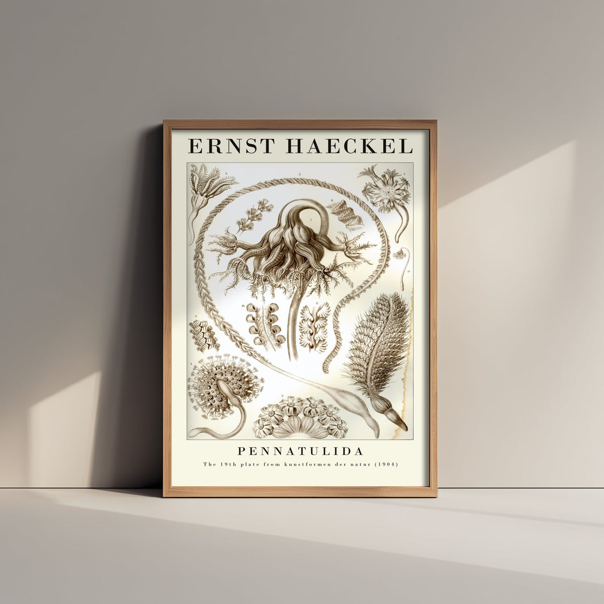 Sea Pens Art Print - Ernst Haeckel Poster - Pennatulida Plate 19 - Art Forms in Nature Vintage Illustration