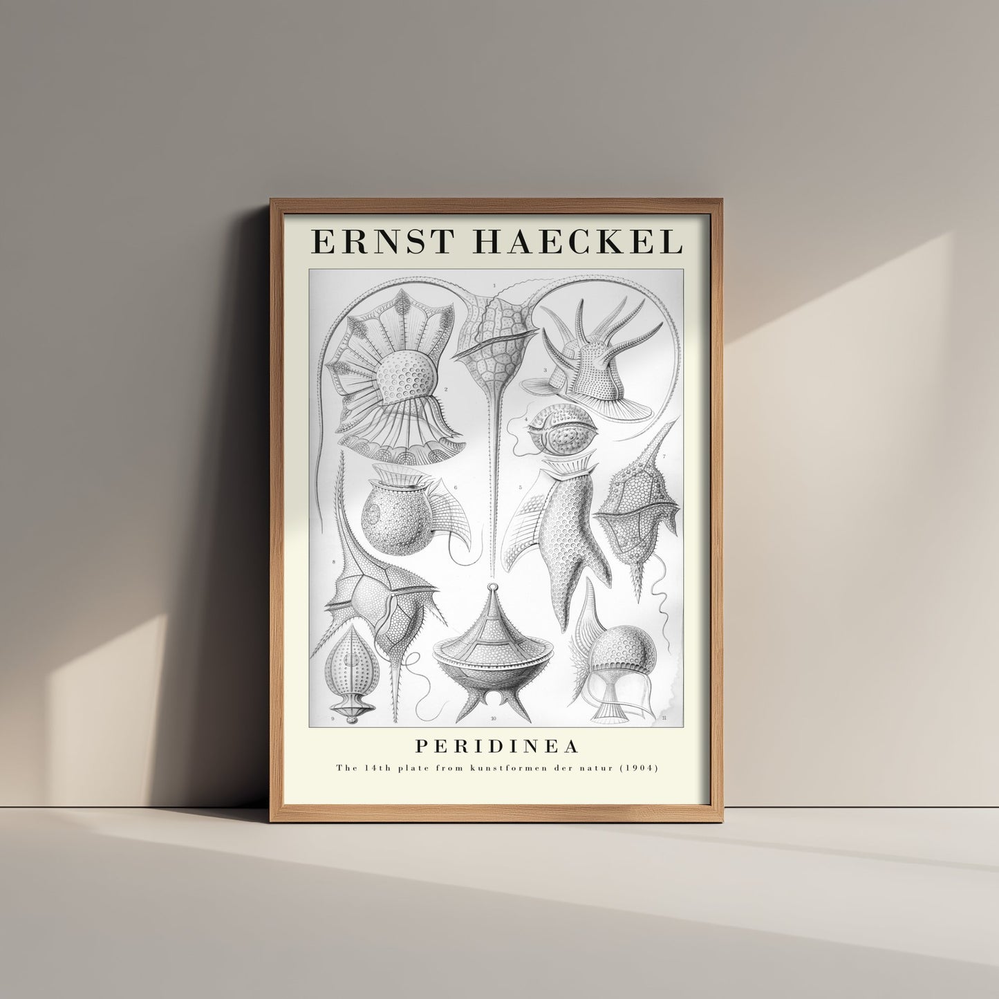 Plankton Art Print - Ernst Haeckel Poster - Peridinea Plate 14 - Art Forms in Nature Vintage Illustration