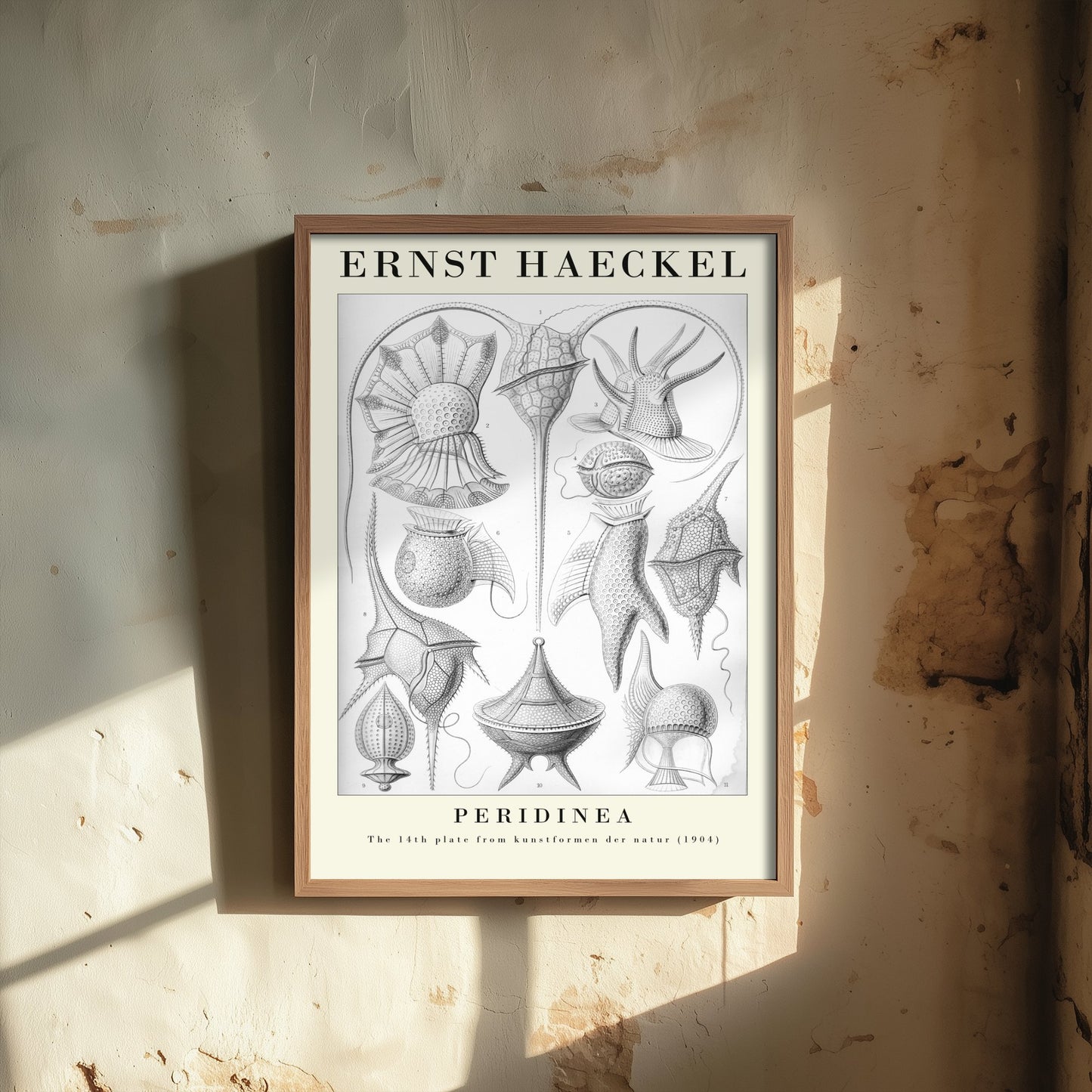 Plankton Art Print - Ernst Haeckel Poster - Peridinea Plate 14 - Art Forms in Nature Vintage Illustration