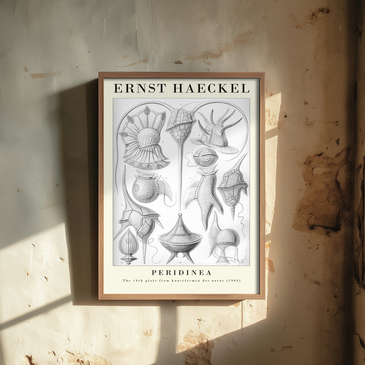 Plankton Art Print - Ernst Haeckel Poster - Peridinea Plate 14 - Art Forms in Nature Vintage Illustration