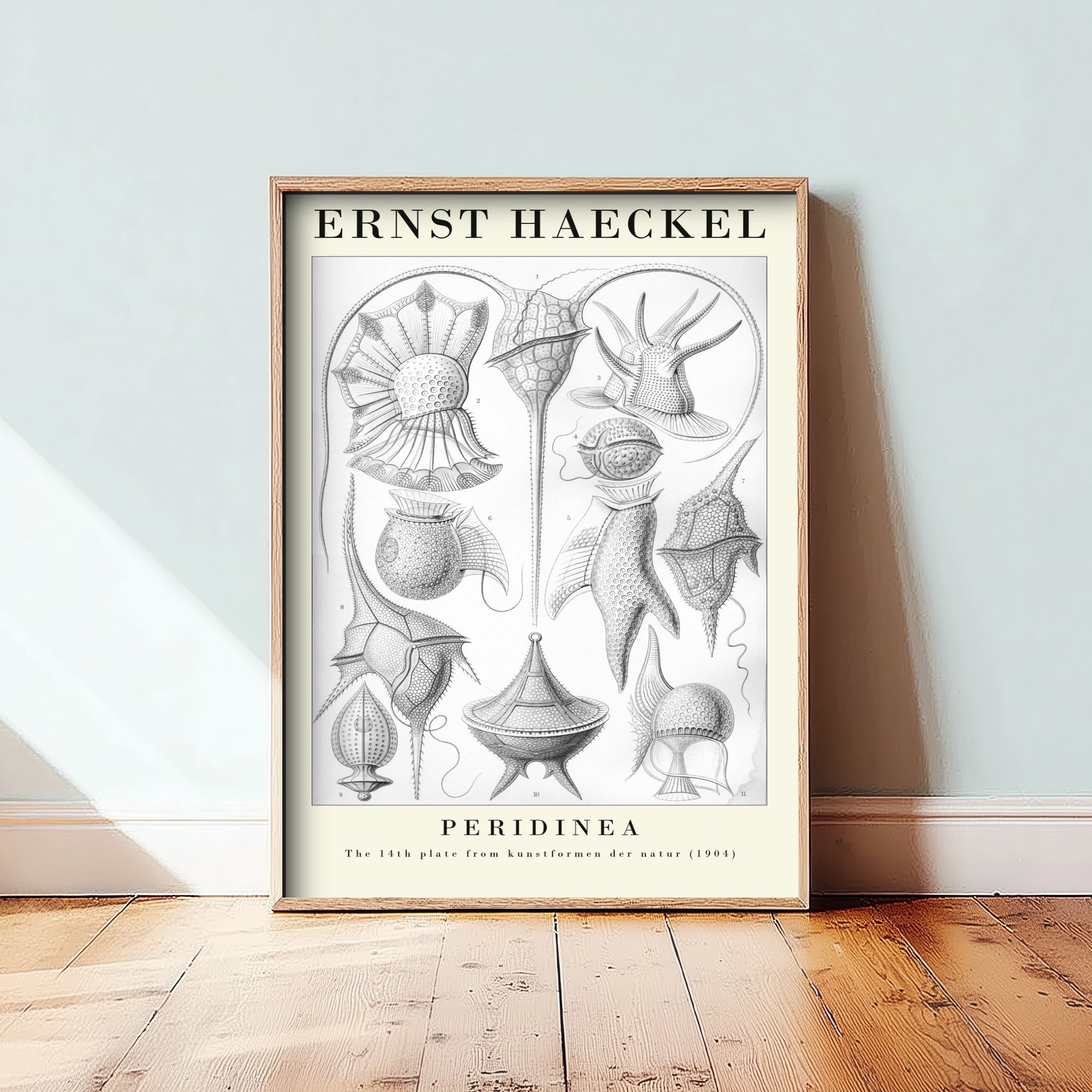 Plankton Art Print - Ernst Haeckel Poster - Peridinea Plate 14 - Art Forms in Nature Vintage Illustration