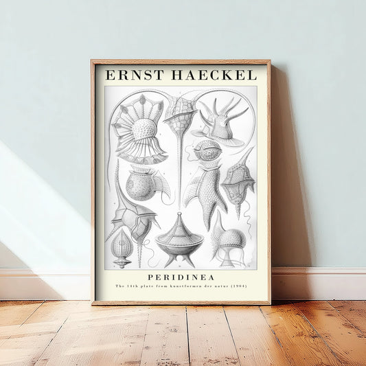 Plankton Art Print - Ernst Haeckel Poster - Peridinea Plate 14 - Art Forms in Nature Vintage Illustration