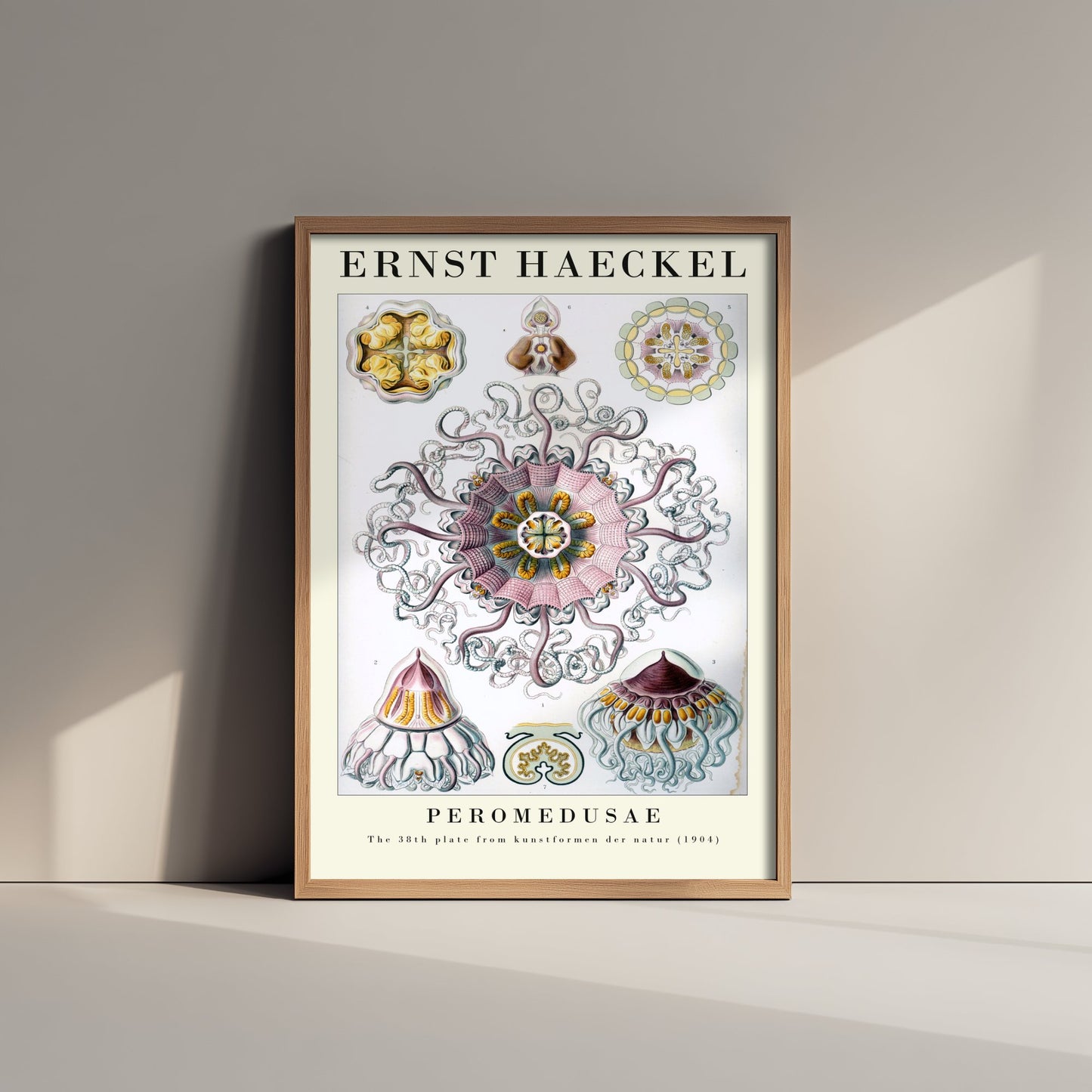 Jellyfish Art Print - Ernst Haeckel Poster - Peromedusae Plate 38 - Art Forms in Nature Vintage Illustration