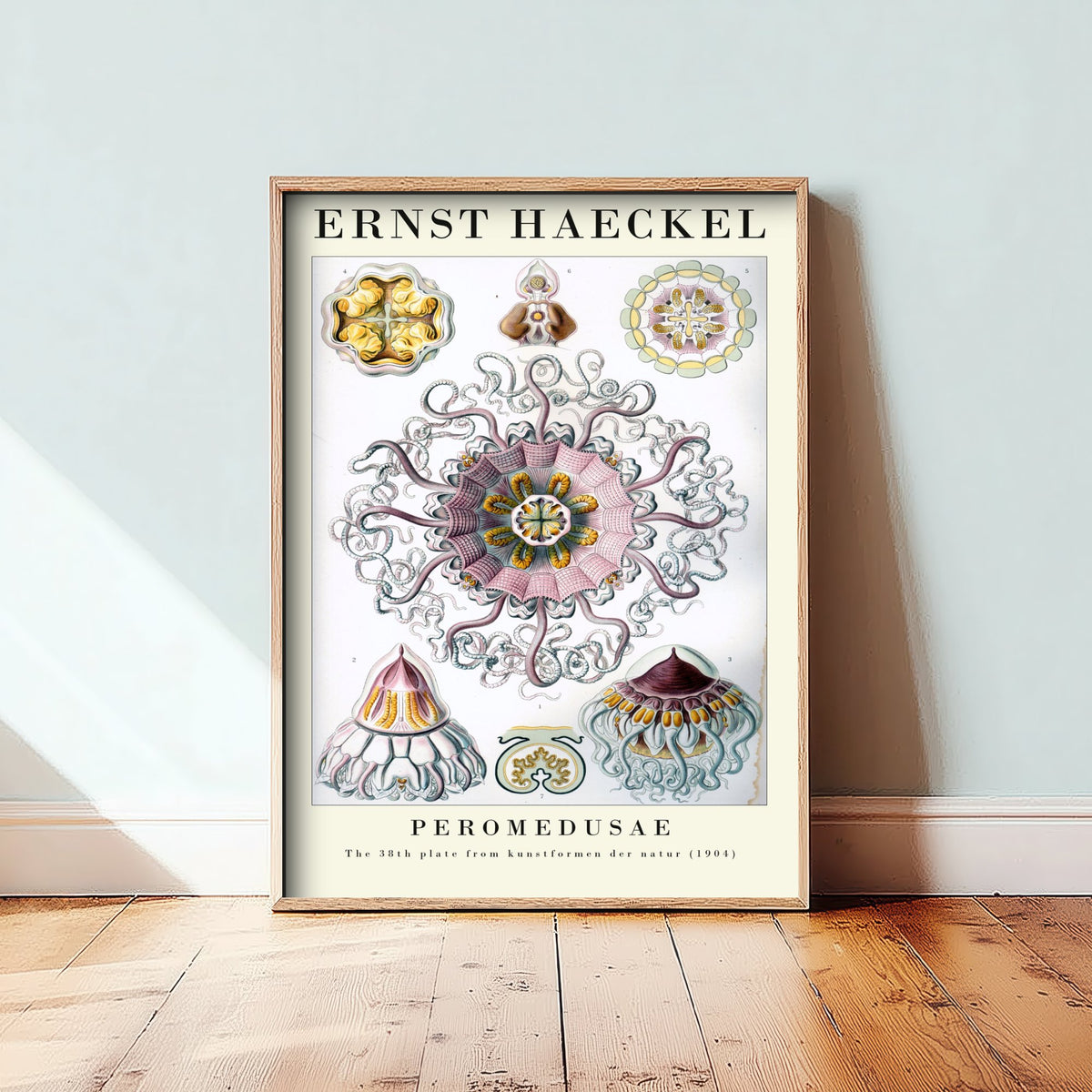 Jellyfish Art Print - Ernst Haeckel Poster - Peromedusae Plate 38 - Art Forms in Nature Vintage Illustration