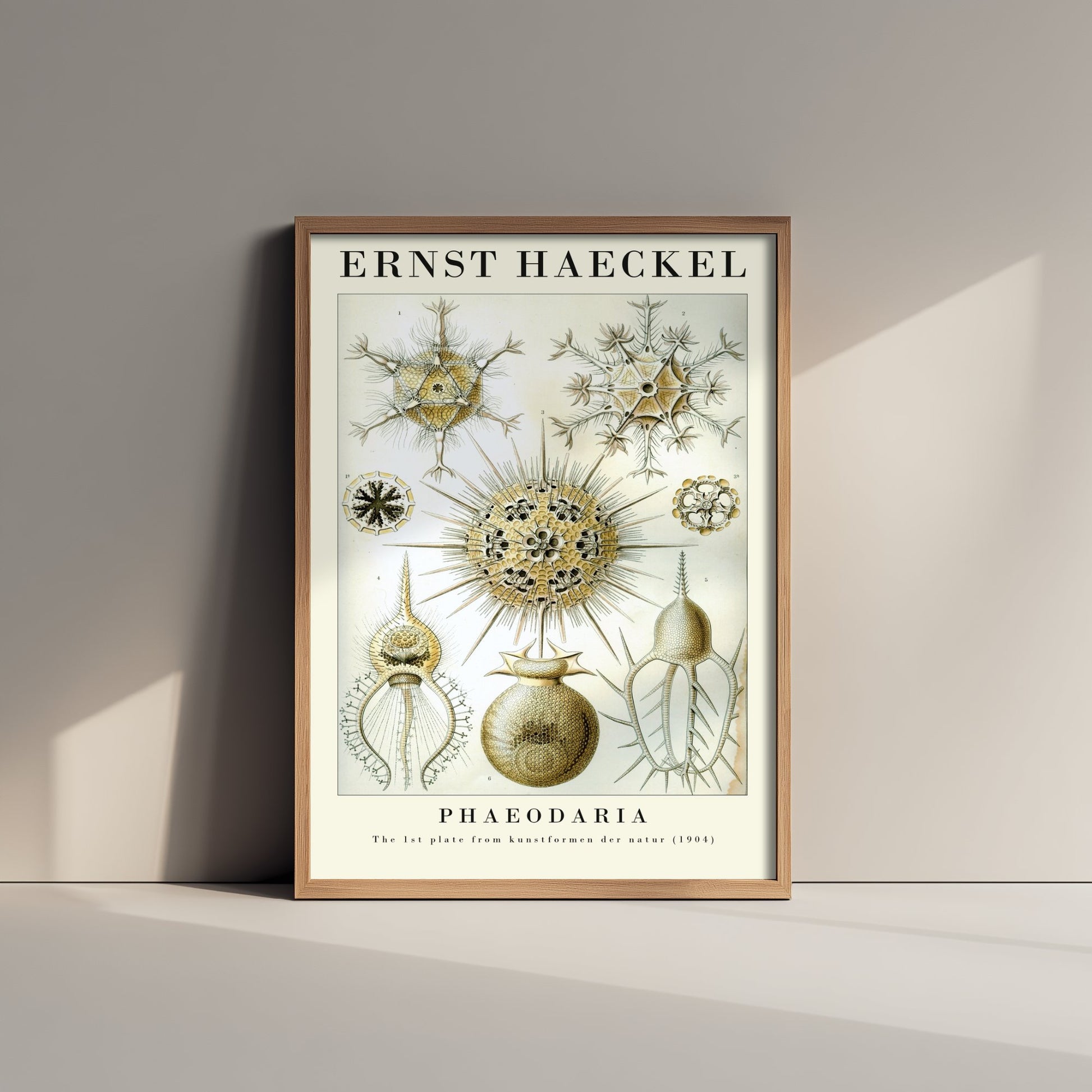Radiolarians Art Print - Ernst Haeckel Poster - Phaeodaria Plate 1 - Art Forms in Nature Vintage Illustration