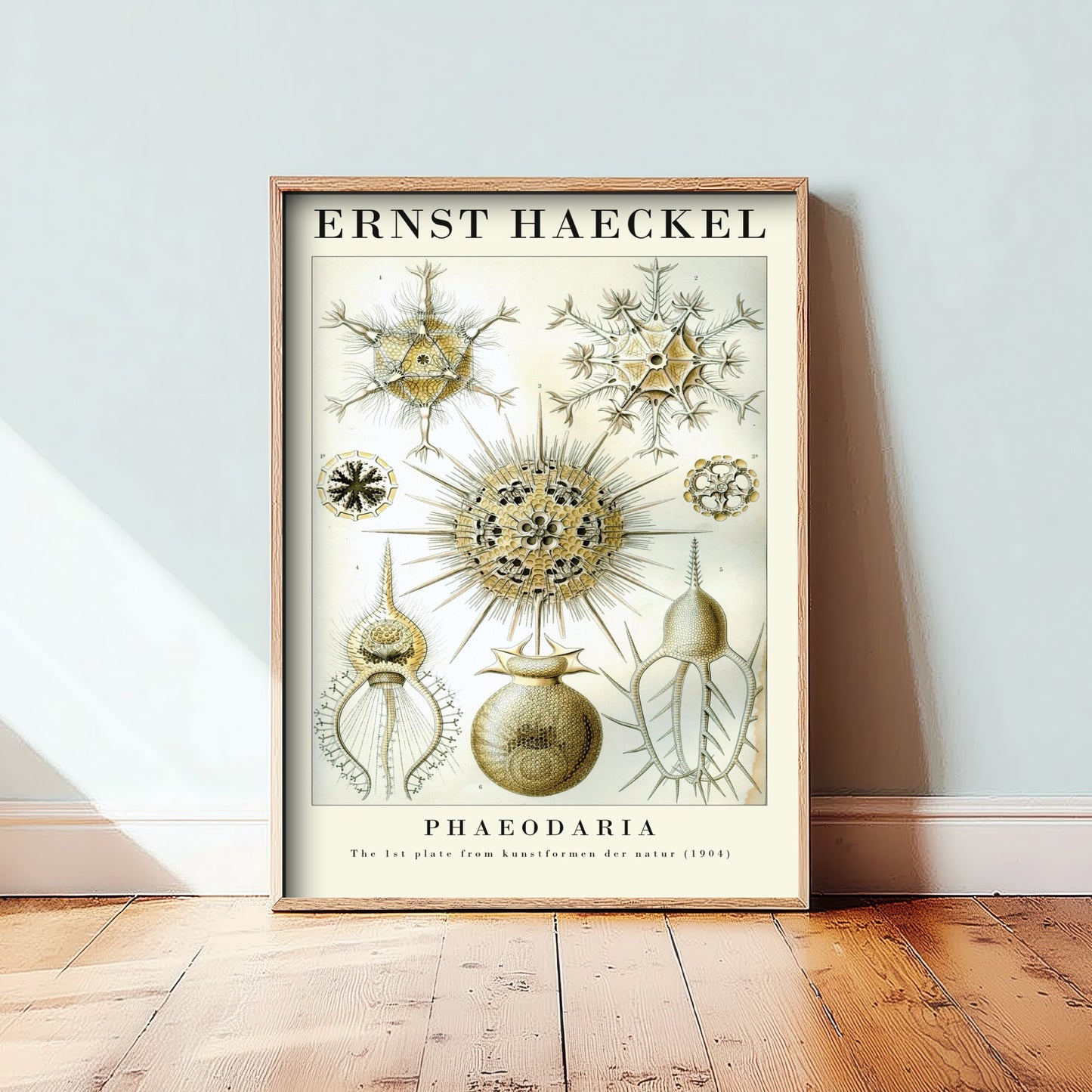 Radiolarians Art Print - Ernst Haeckel Poster - Phaeodaria Plate 1 - Art Forms in Nature Vintage Illustration