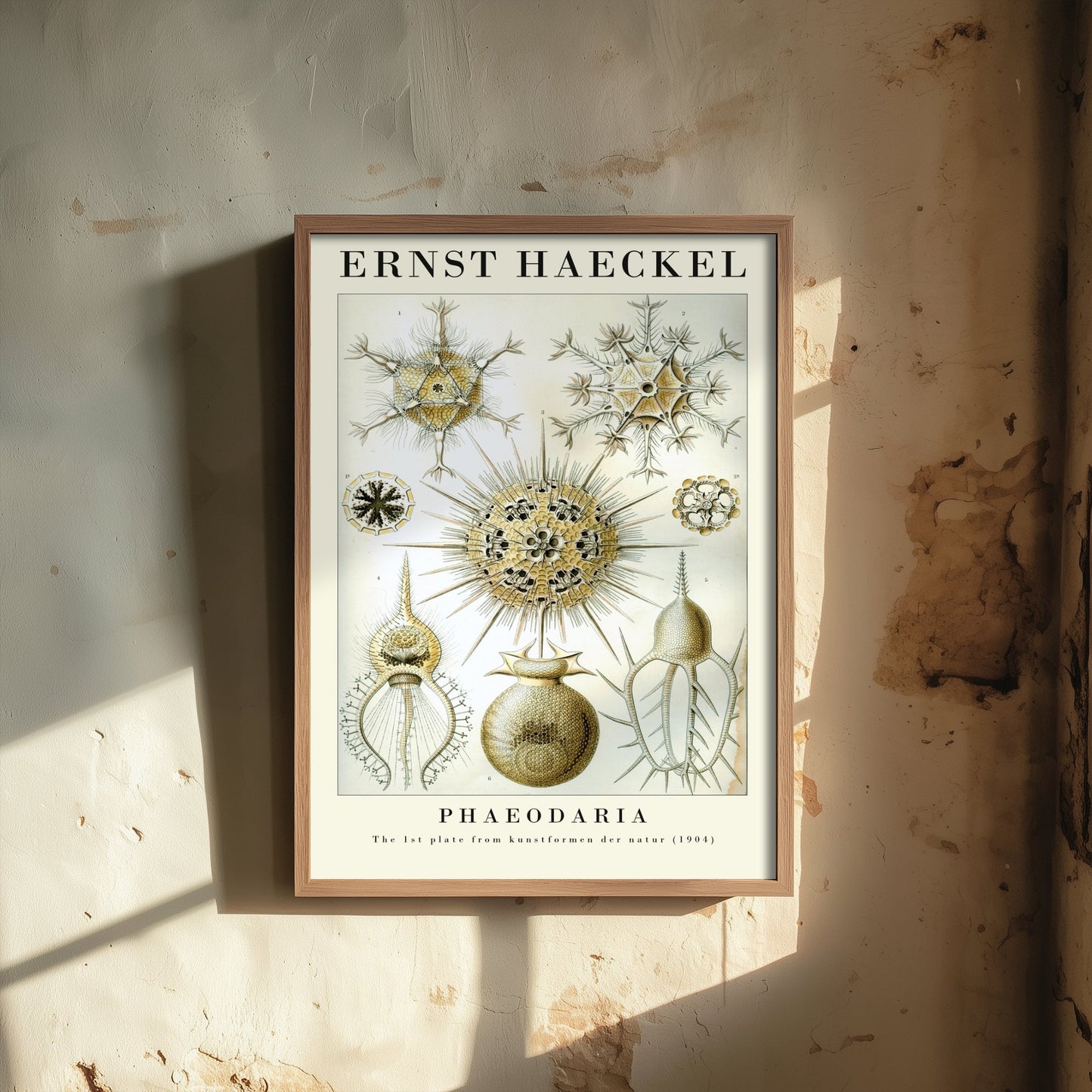 Radiolarians Art Print - Ernst Haeckel Poster - Phaeodaria Plate 1 - Art Forms in Nature Vintage Illustration