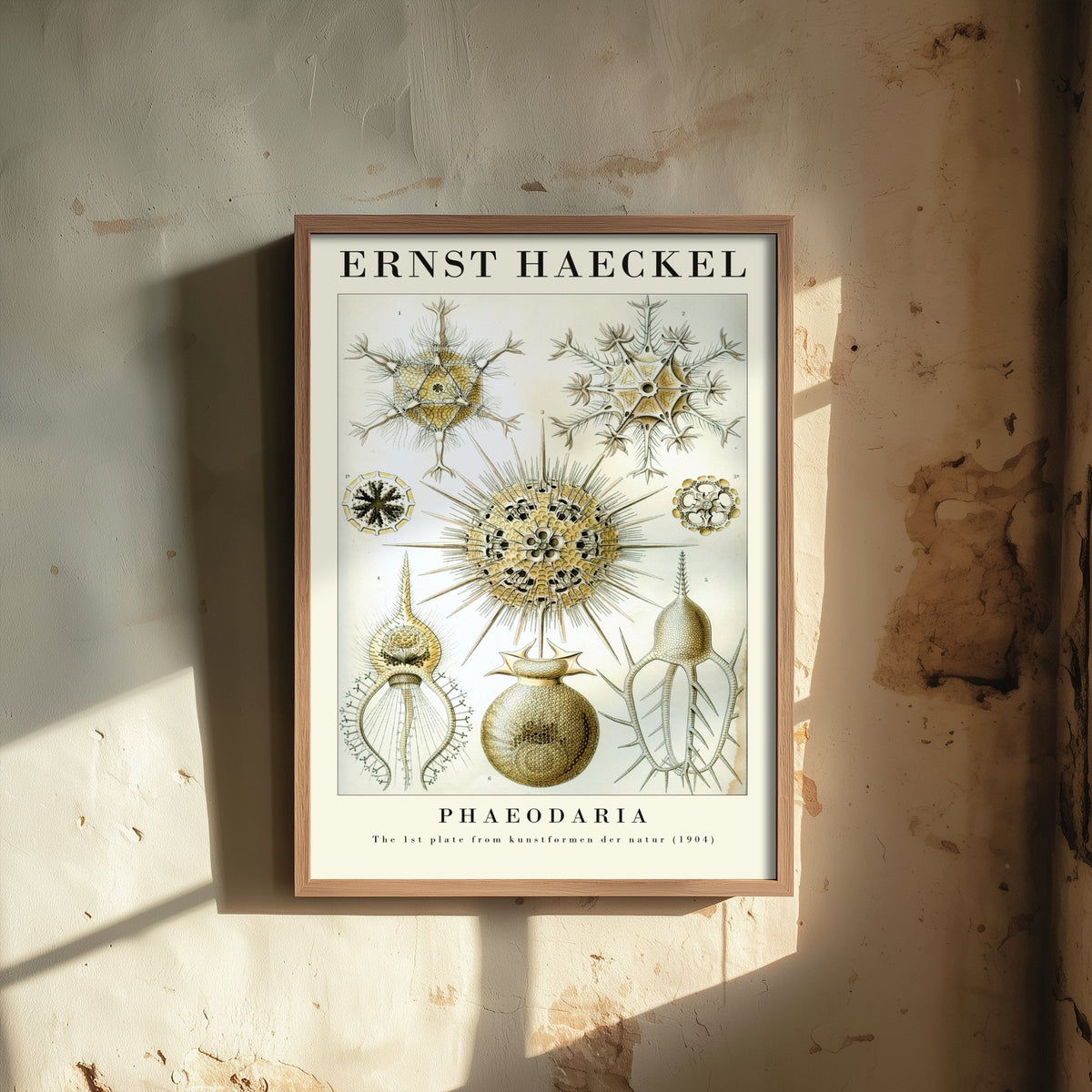 Radiolarians Art Print - Ernst Haeckel Poster - Phaeodaria Plate 1 - Art Forms in Nature Vintage Illustration