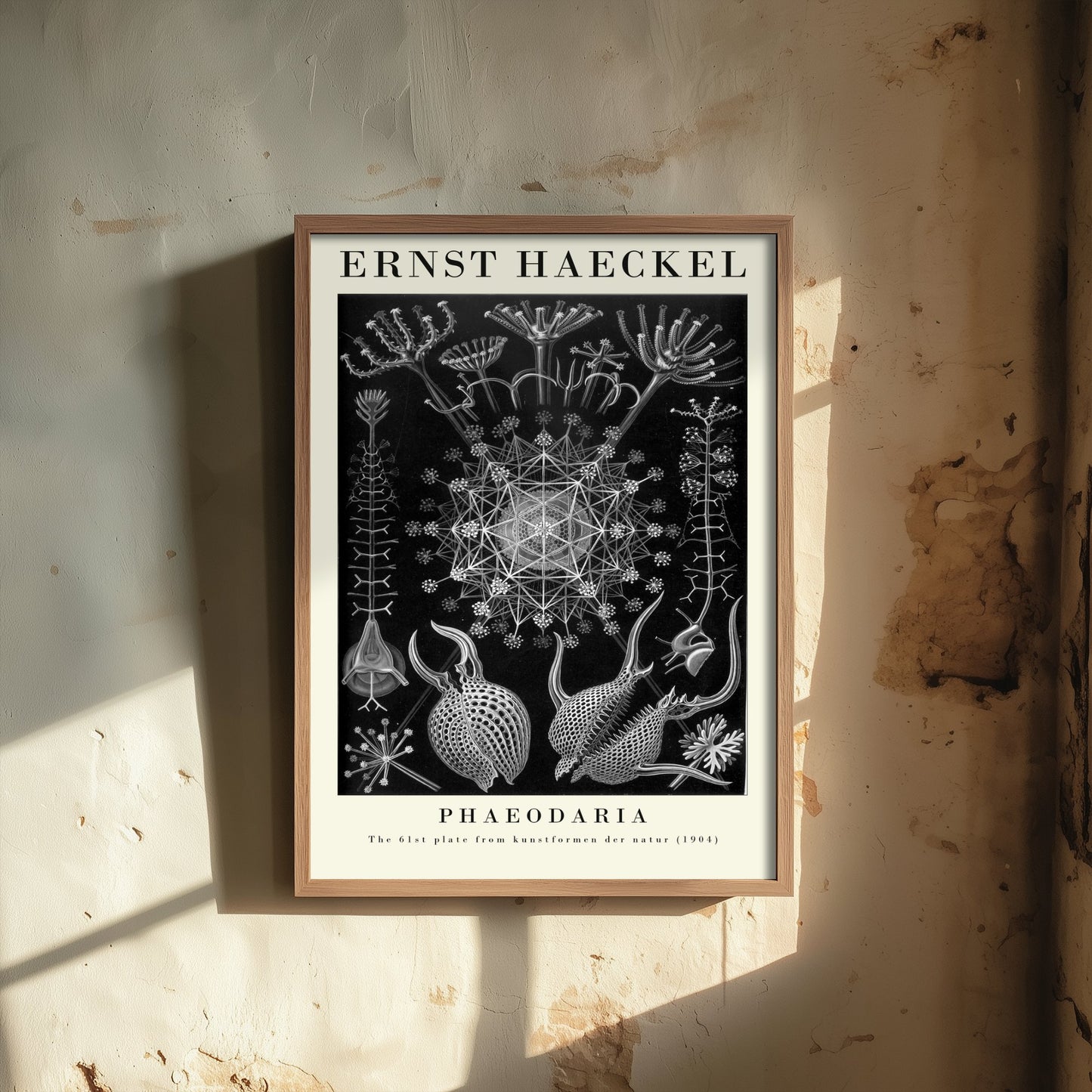 Plankton Art Print - Ernst Haeckel Poster - Phaeodaria Plate 61 - Art Forms in Nature Vintage Illustration