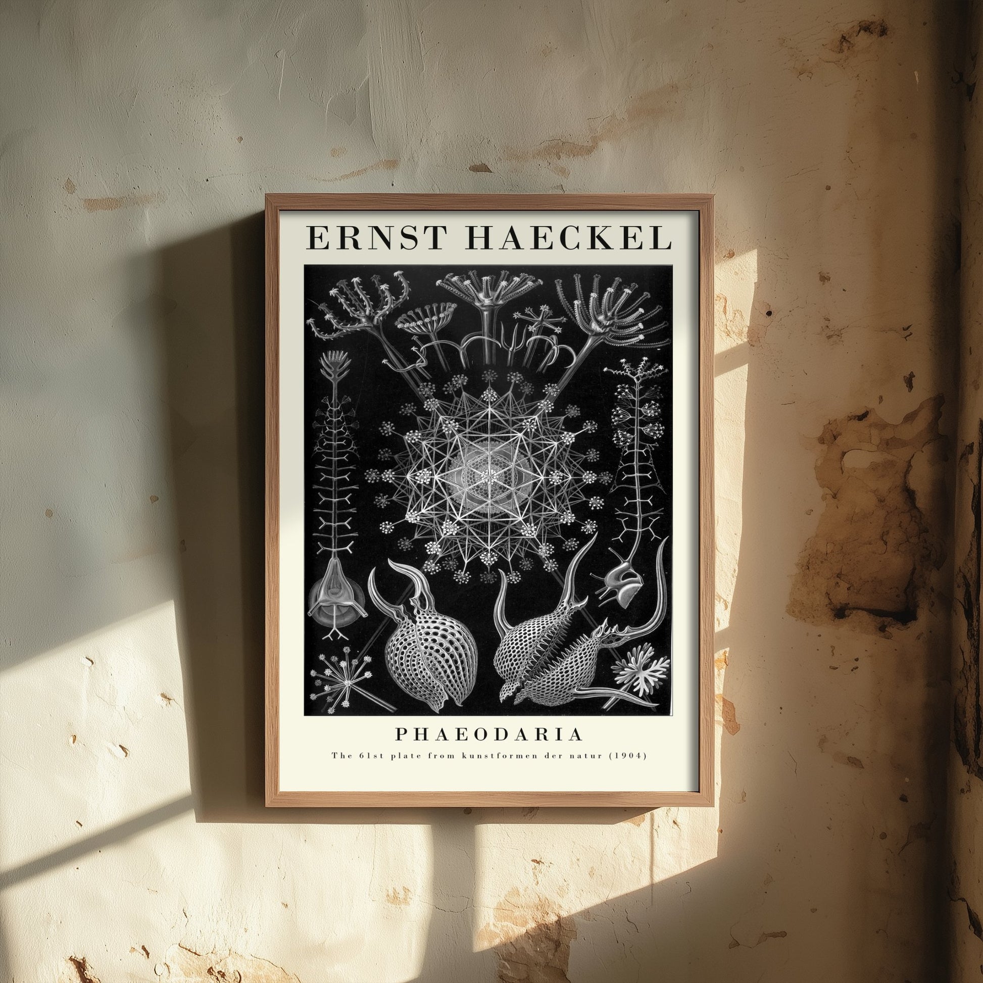 Plankton Art Print - Ernst Haeckel Poster - Phaeodaria Plate 61 - Art Forms in Nature Vintage Illustration