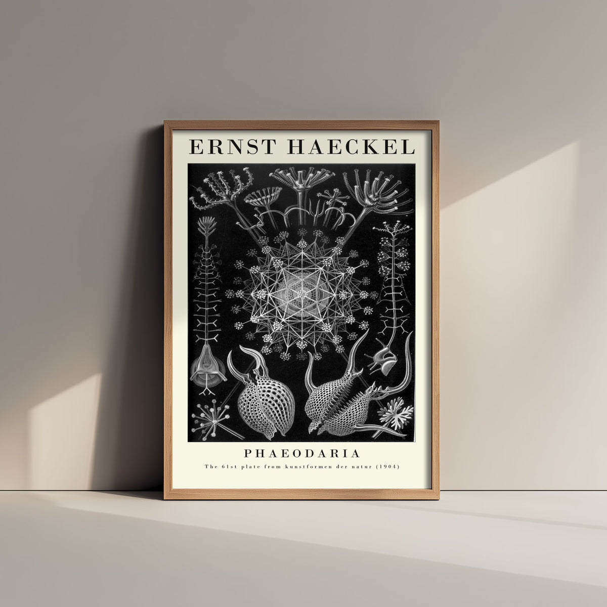Plankton Art Print - Ernst Haeckel Poster - Phaeodaria Plate 61 - Art Forms in Nature Vintage Illustration