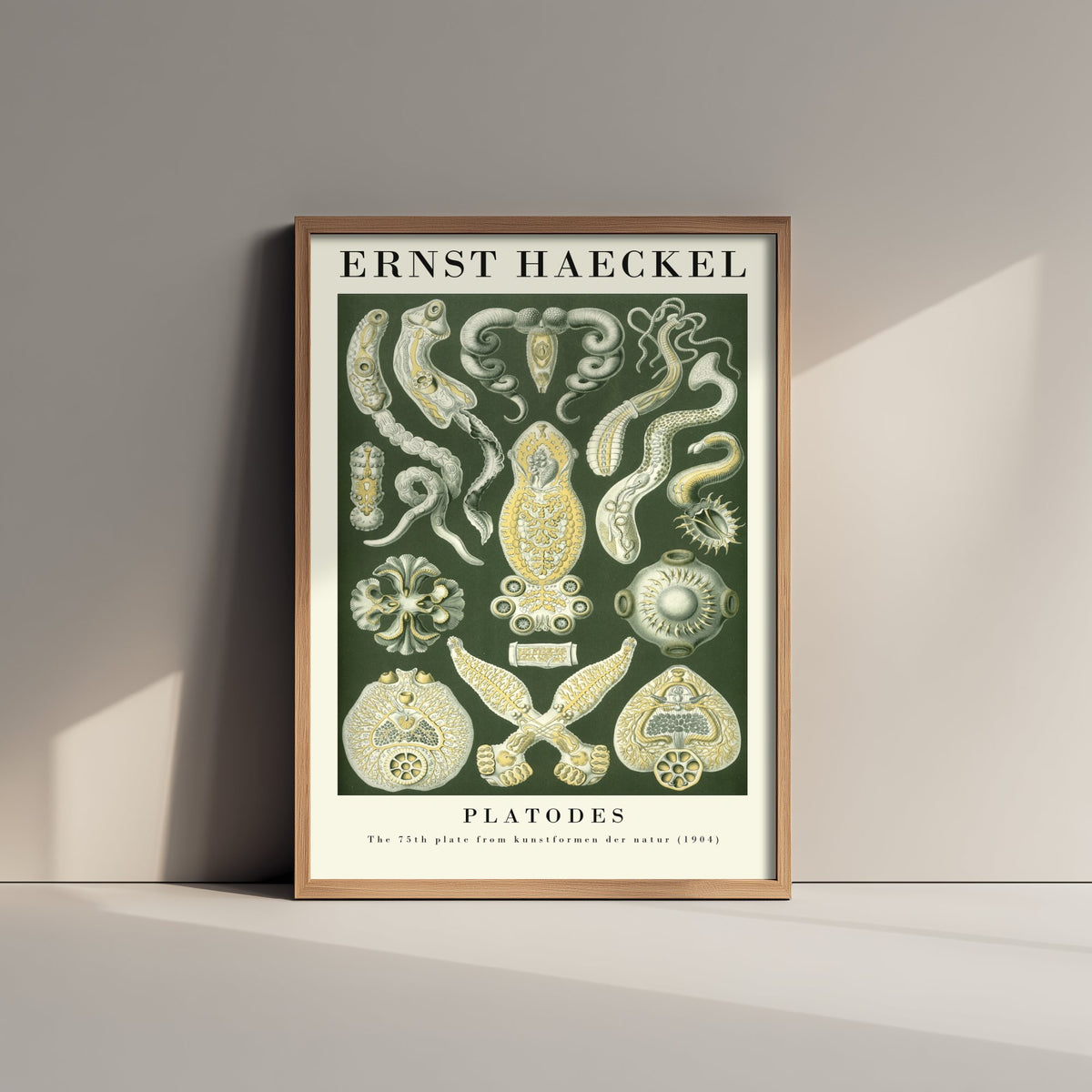 Flatworms Art Print - Ernst Haeckel Poster - Platodes Plate 75 - Art Forms in Nature Vintage Illustration