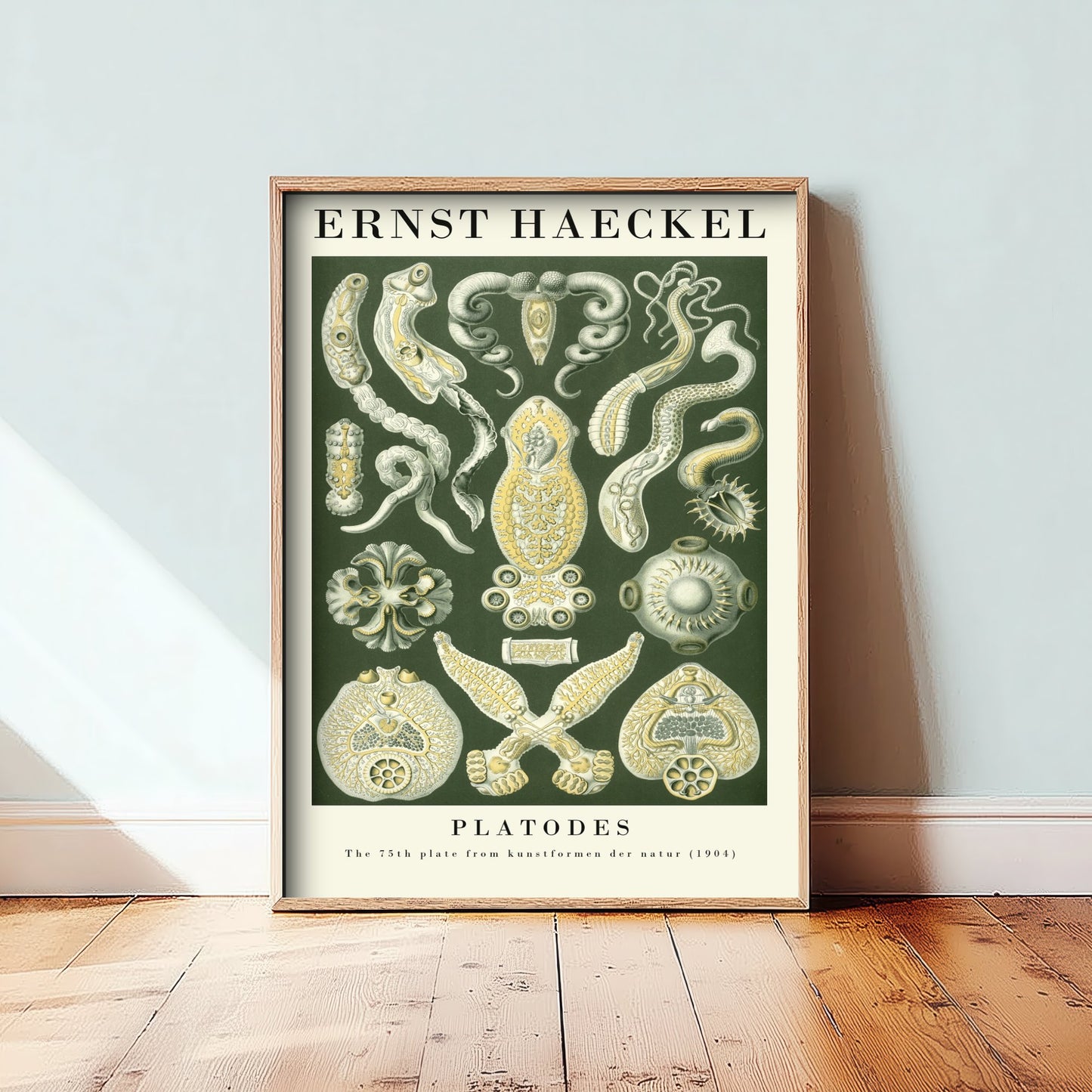 Flatworms Art Print - Ernst Haeckel Poster - Platodes Plate 75 - Art Forms in Nature Vintage Illustration