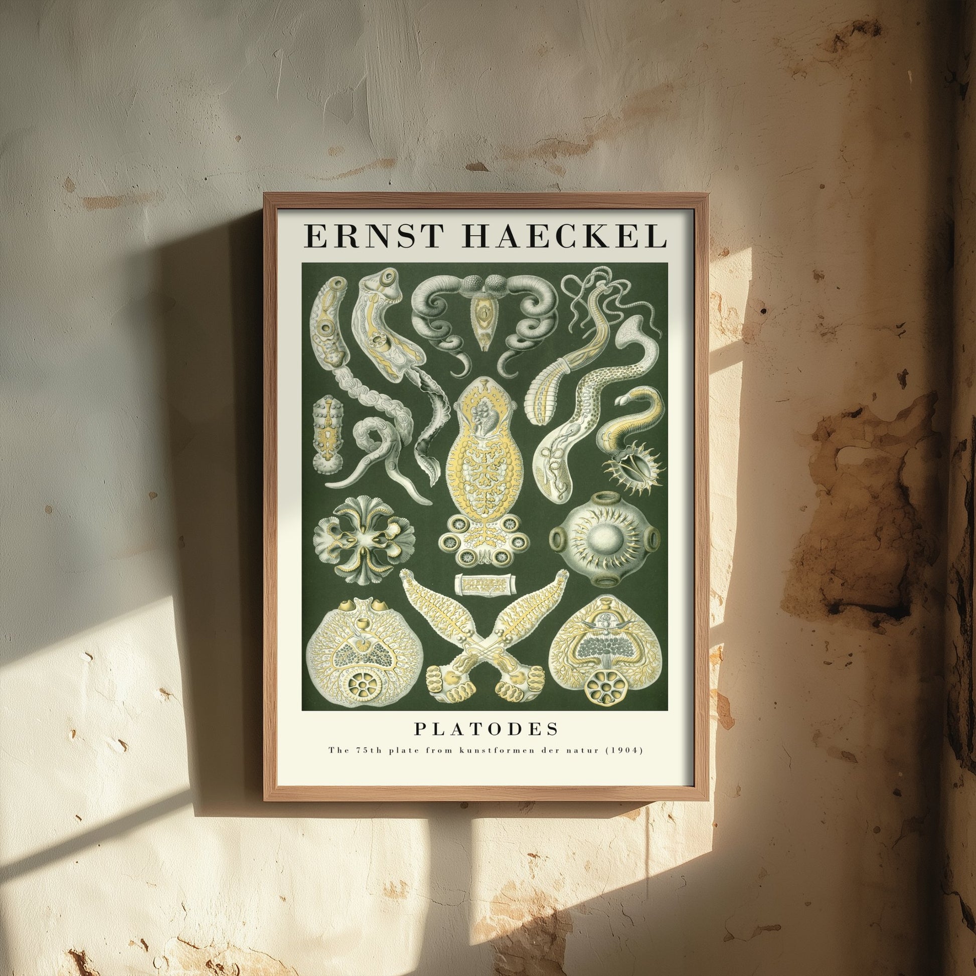 Flatworms Art Print - Ernst Haeckel Poster - Platodes Plate 75 - Art Forms in Nature Vintage Illustration