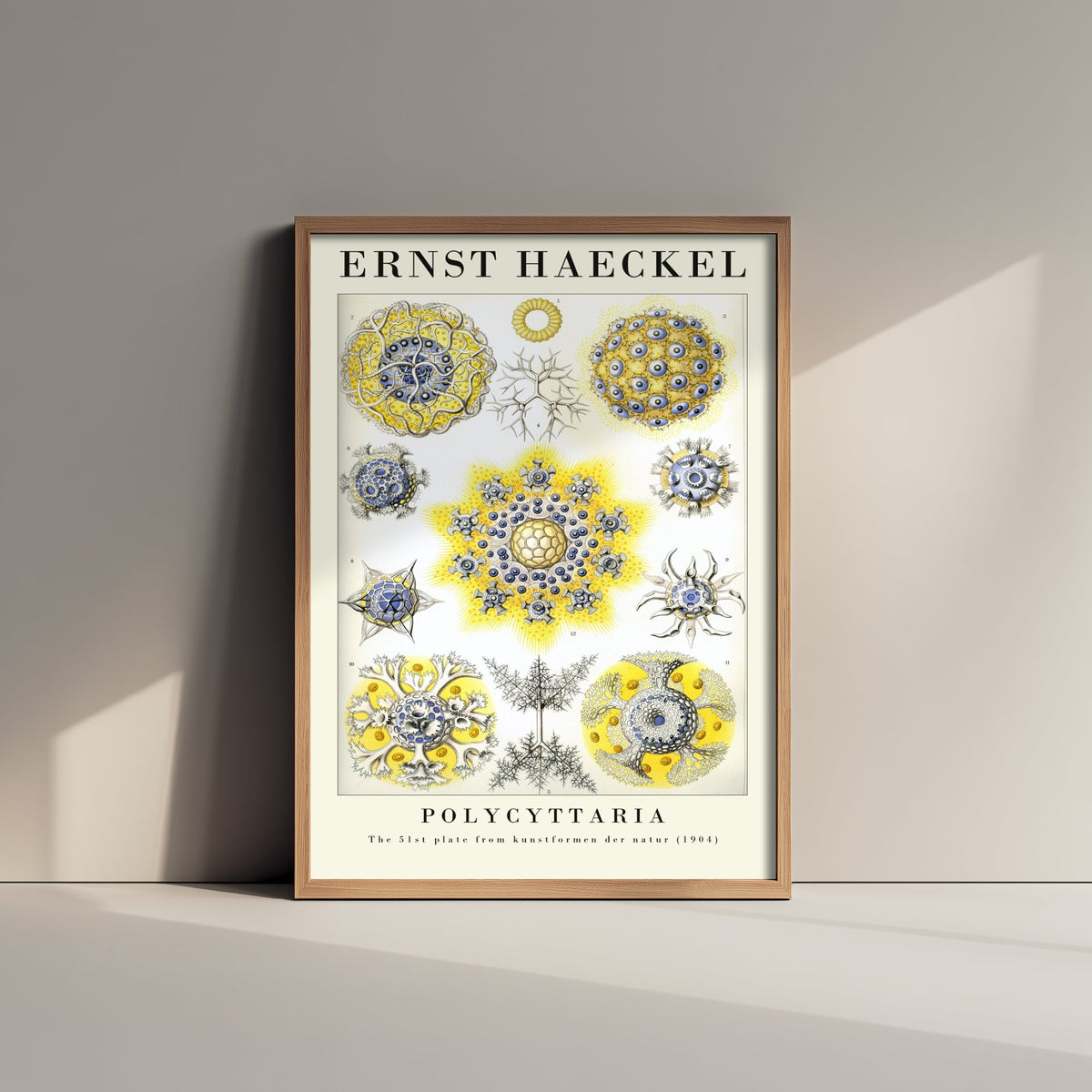 Radiolarians Art Print - Ernst Haeckel Poster - Polycyttaria Plate 51 - Art Forms in Nature Vintage Illustration
