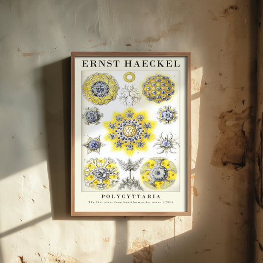 Radiolarians Art Print - Ernst Haeckel Poster - Polycyttaria Plate 51 - Art Forms in Nature Vintage Illustration
