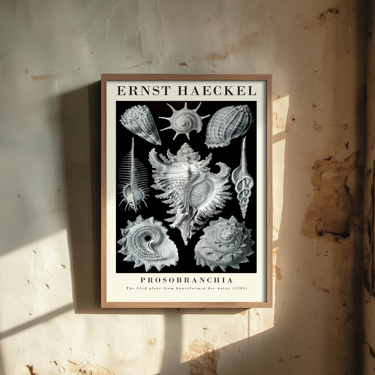 Sea Snails Art Print - Ernst Haeckel Poster - Prosobranchia Plate 53 - Art Forms in Nature Vintage Illustration