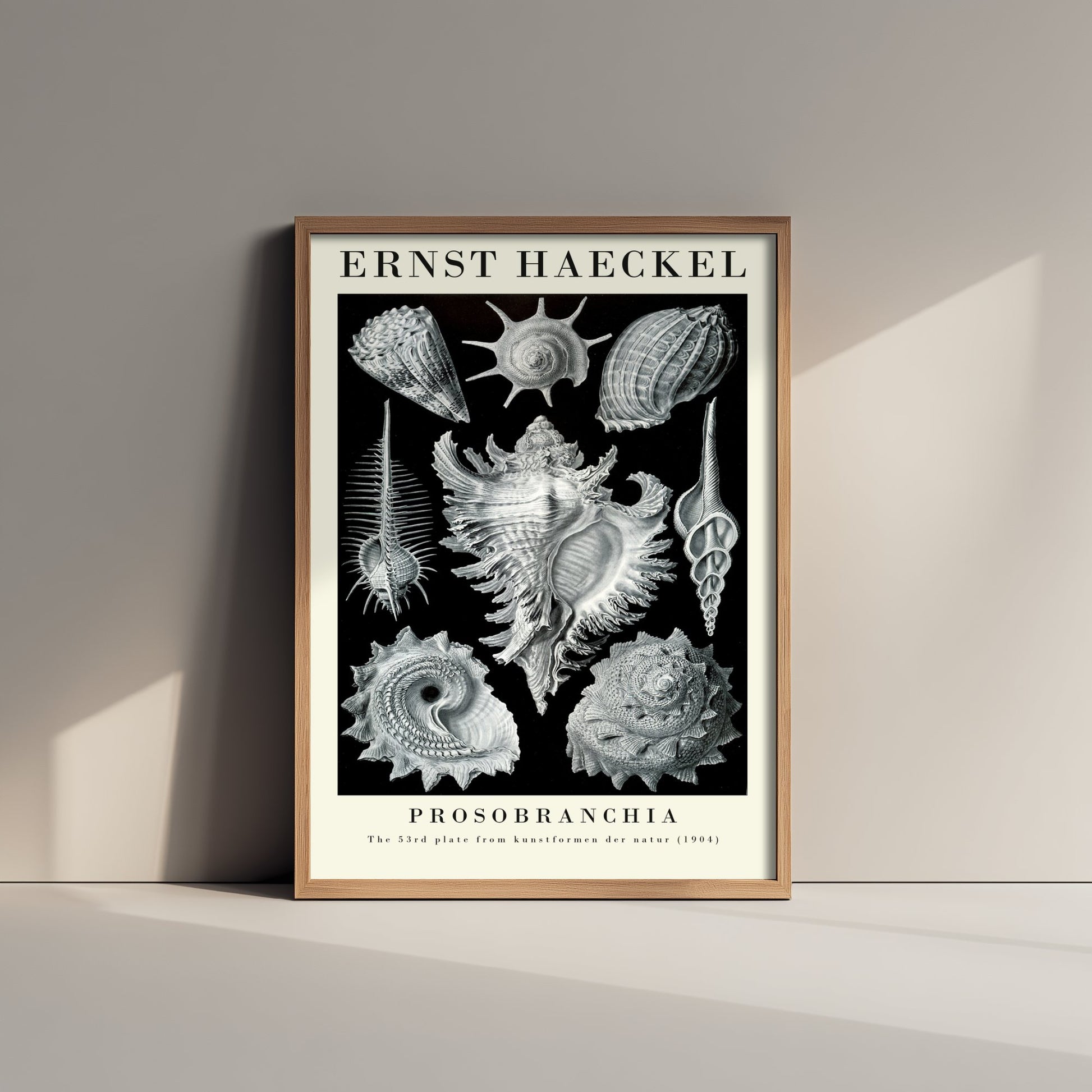 Sea Snails Art Print - Ernst Haeckel Poster - Prosobranchia Plate 53 - Art Forms in Nature Vintage Illustration