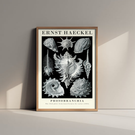 Sea Snails Art Print - Ernst Haeckel Poster - Prosobranchia Plate 53 - Art Forms in Nature Vintage Illustration