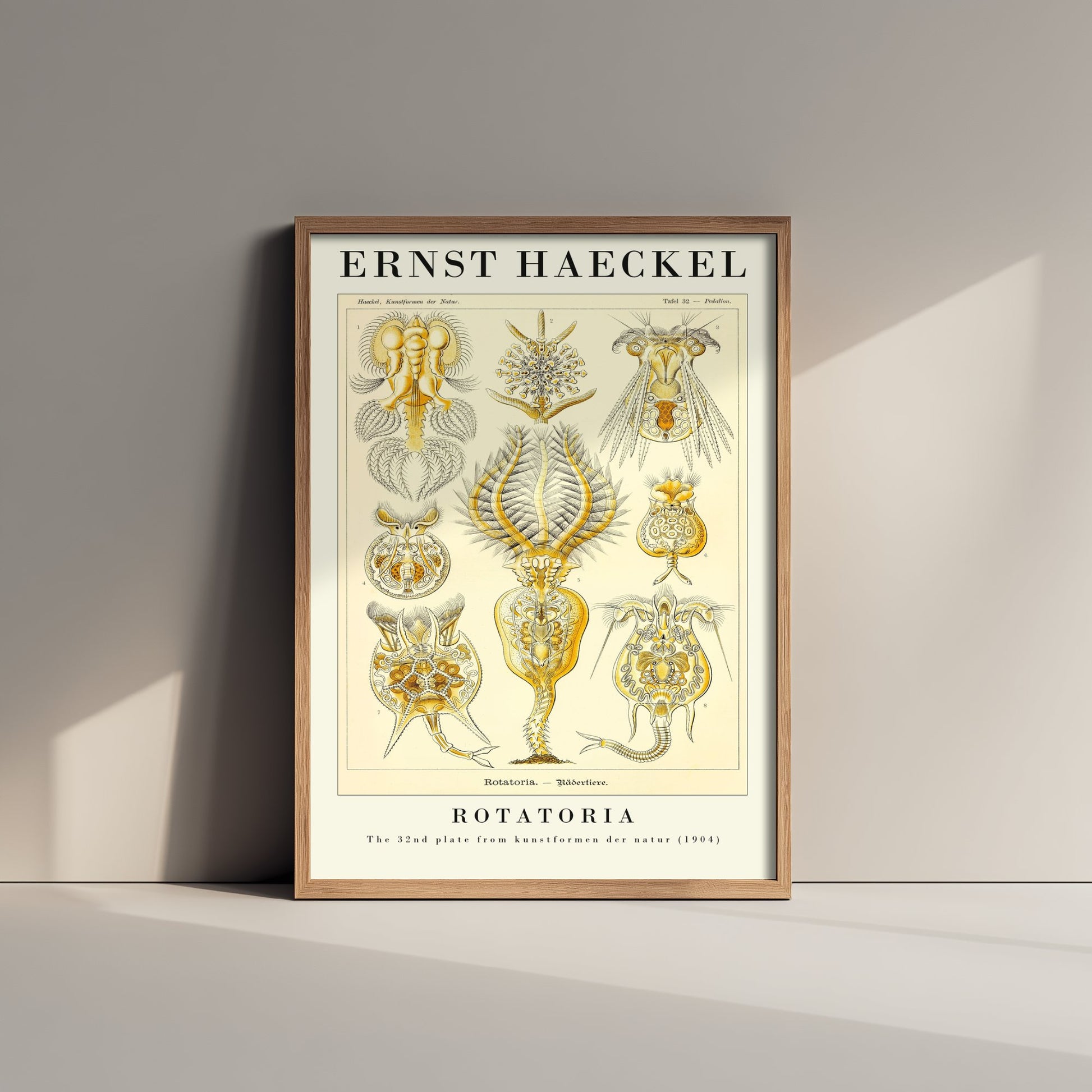 Rotifers Art Print - Ernst Haeckel Poster - Rotatoria Plate 32 - Art Forms in Nature Vintage Illustration