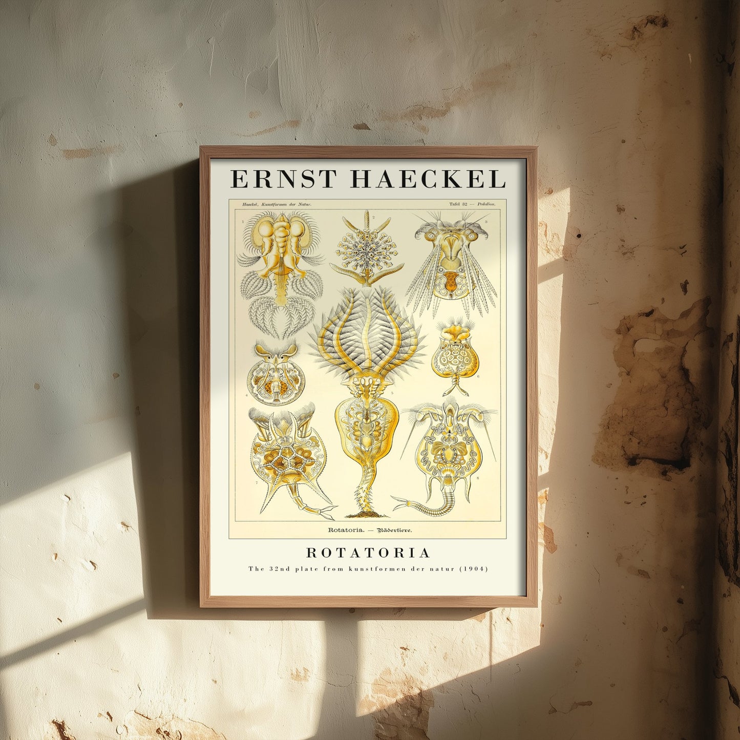 Rotifers Art Print - Ernst Haeckel Poster - Rotatoria Plate 32 - Art Forms in Nature Vintage Illustration