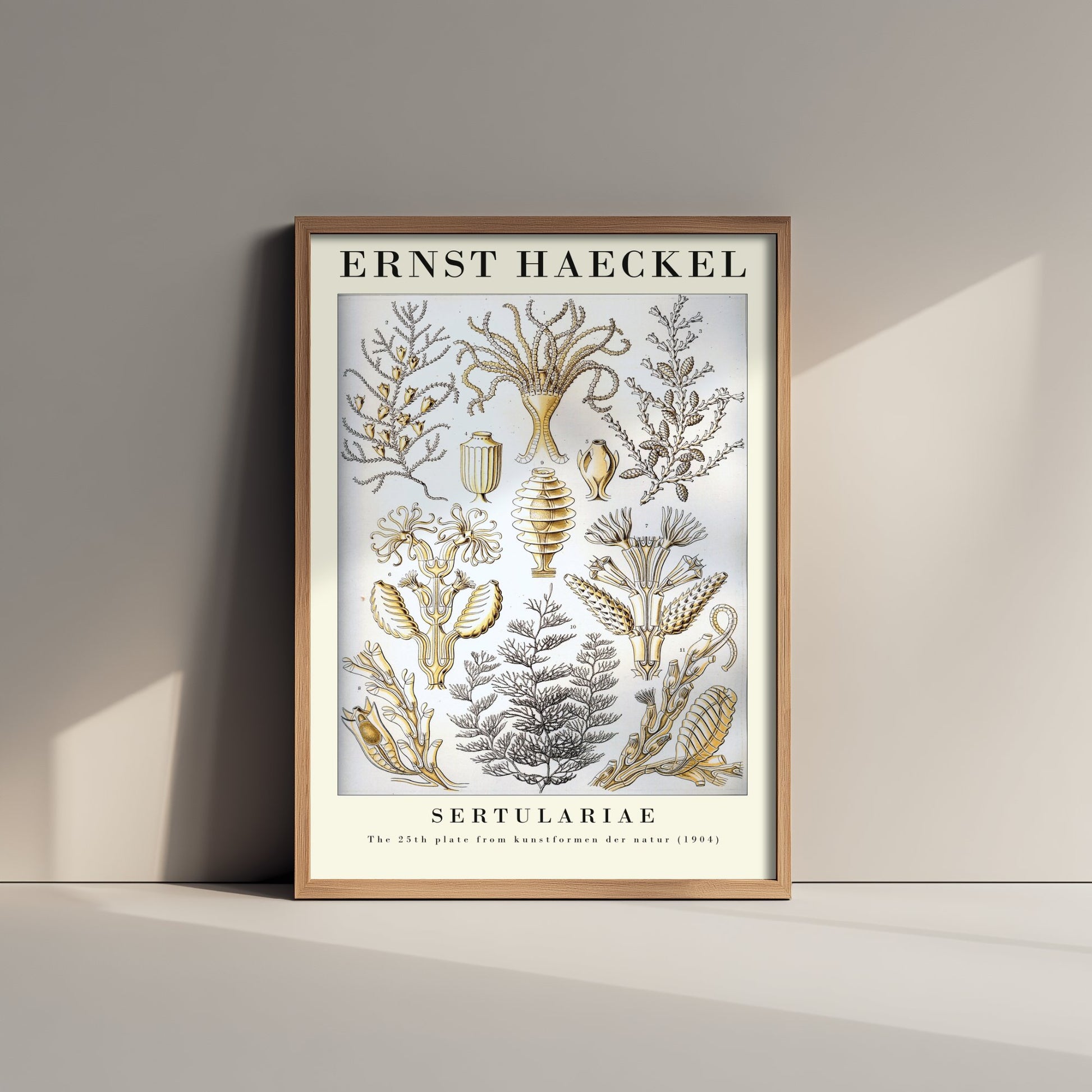 Hydroids Art Print - Ernst Haeckel Poster - Sertulariae Plate 25 - Art Forms in Nature Vintage Illustration