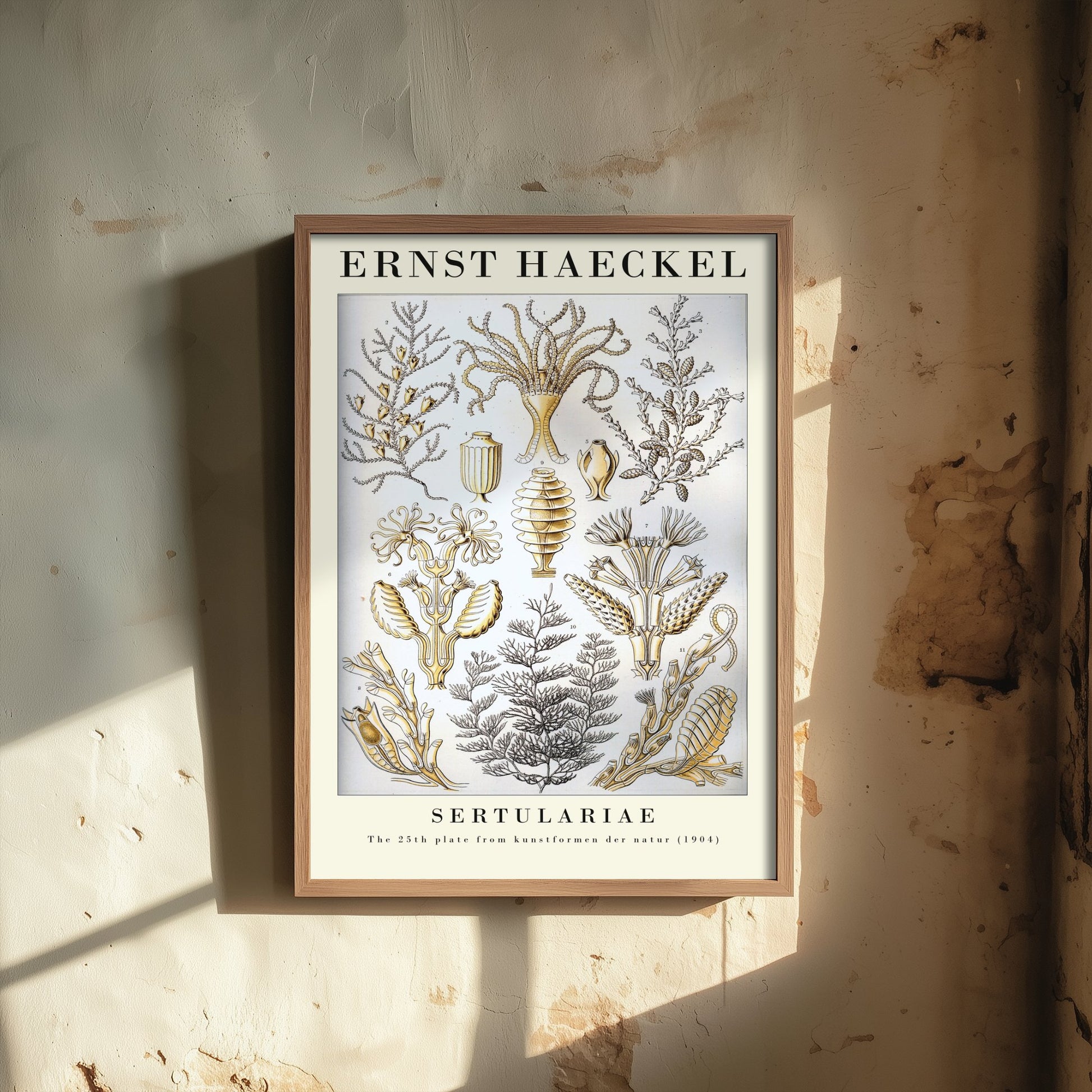 Hydroids Art Print - Ernst Haeckel Poster - Sertulariae Plate 25 - Art Forms in Nature Vintage Illustration
