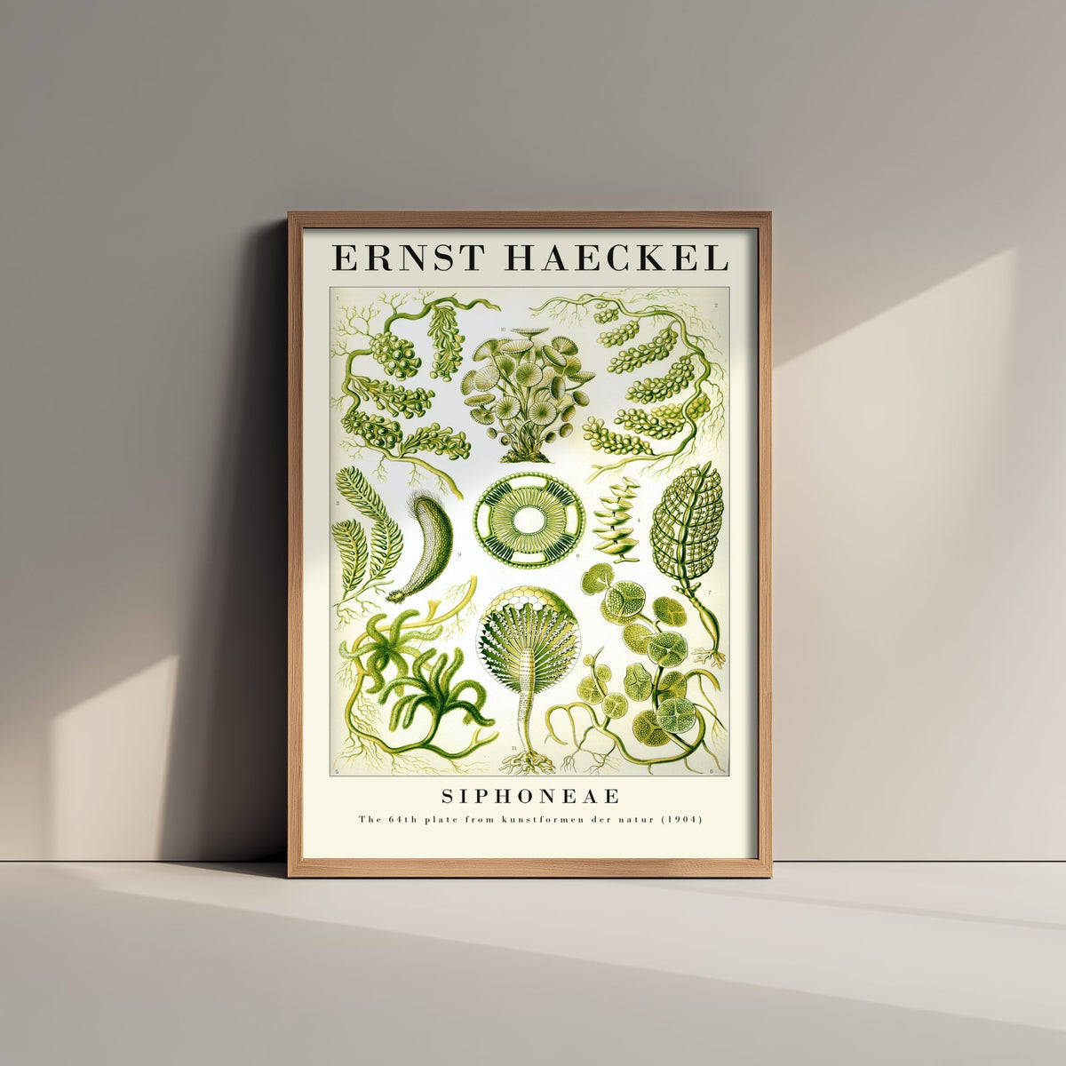 Green Algae Art Print - Ernst Haeckel Poster - Siphoneae Plate 64 - Art Forms in Nature Vintage Illustration