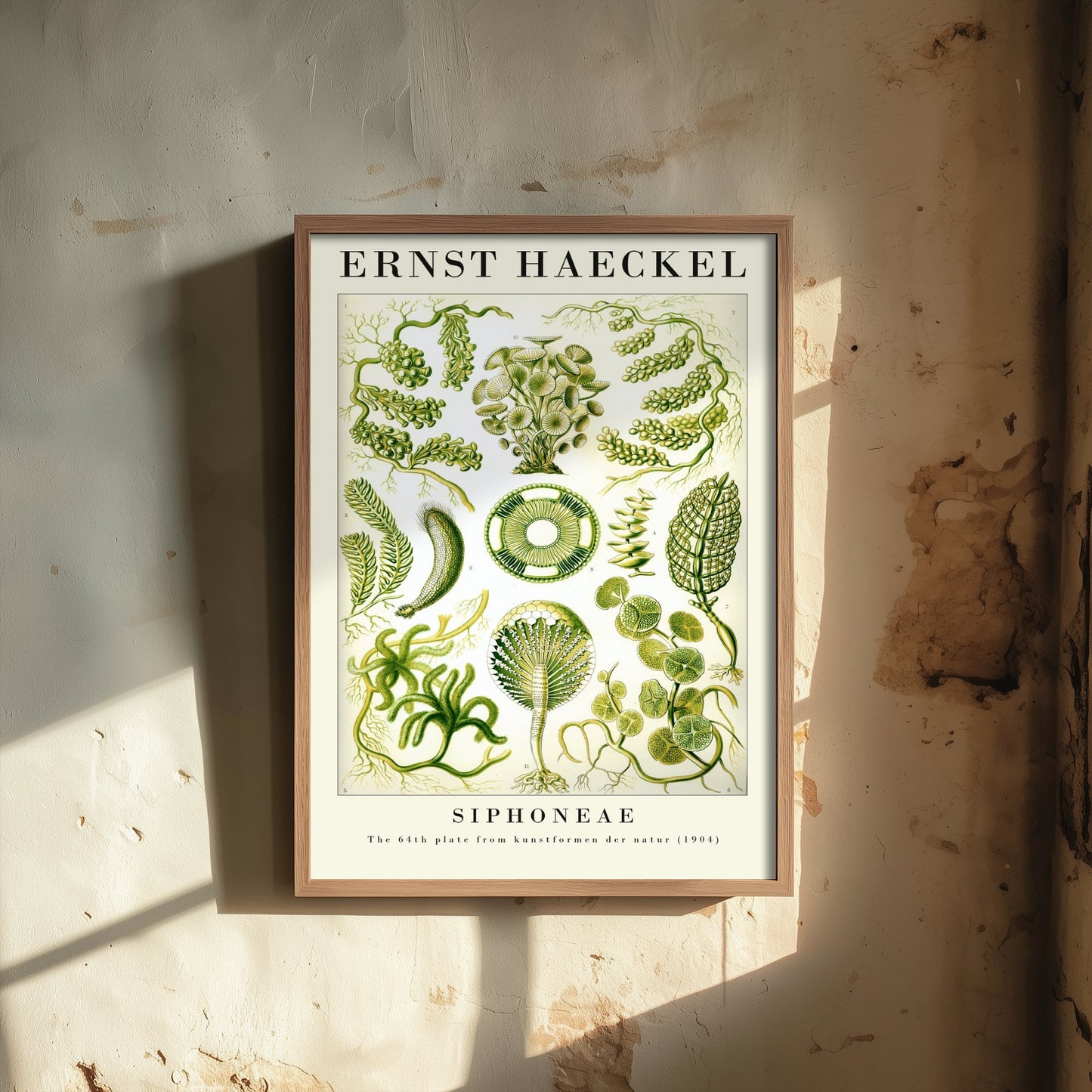 Green Algae Art Print - Ernst Haeckel Poster - Siphoneae Plate 64 - Art Forms in Nature Vintage Illustration